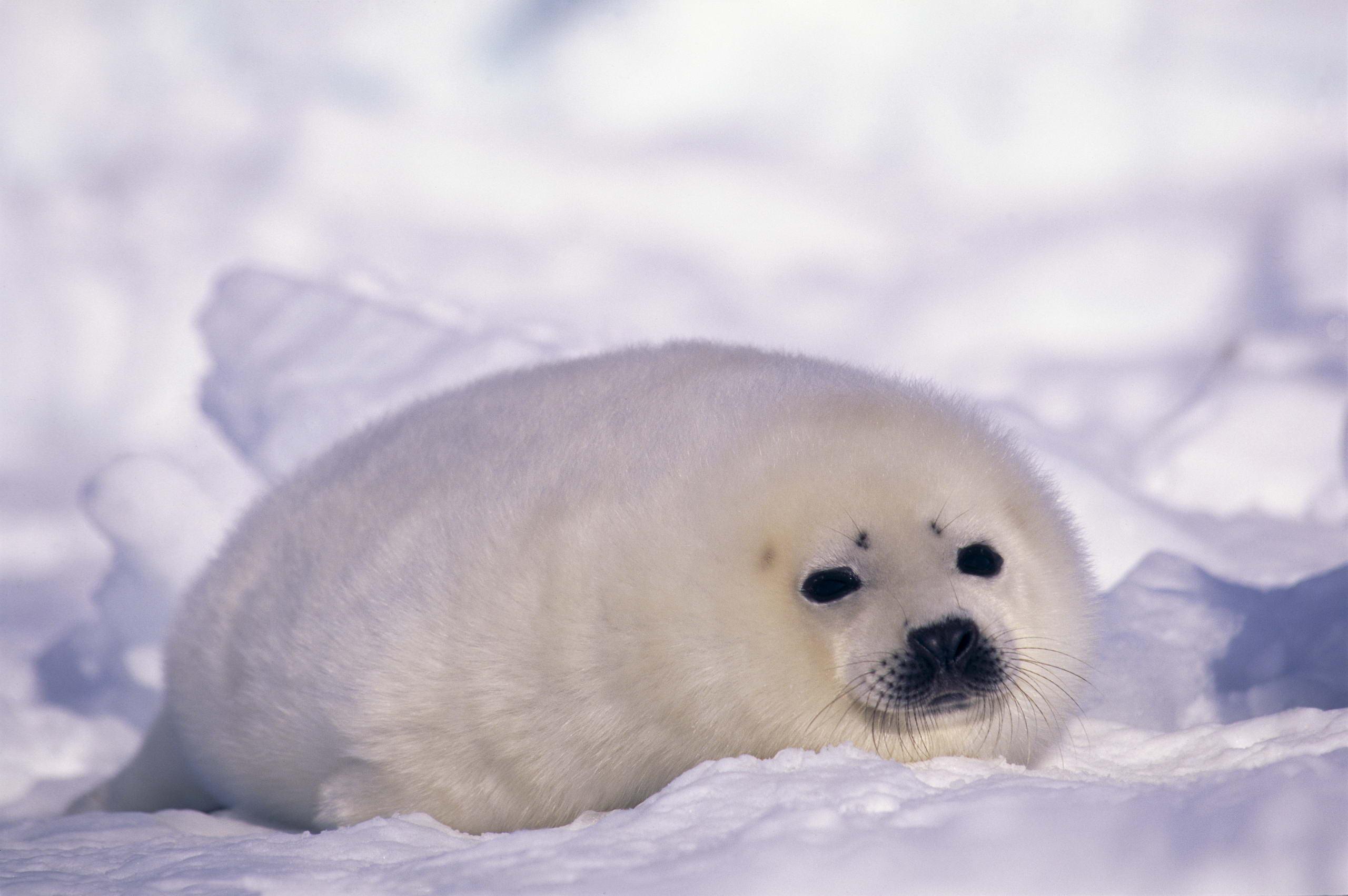 Seal Hd Wallpaper For Mobile