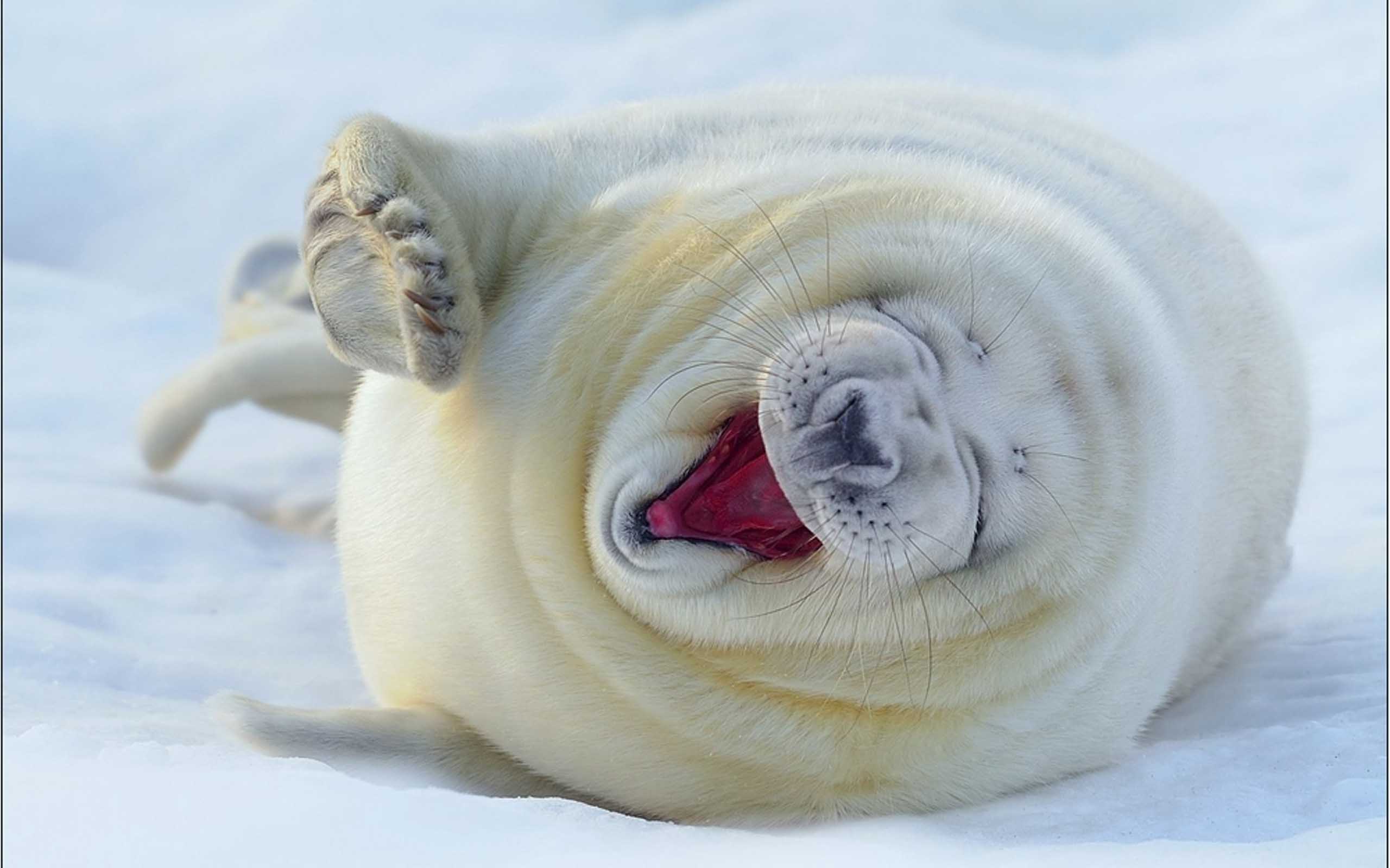 2560x1600 Seal Fish Latest HD Desktop Wallpaper, Instagram photo, Background