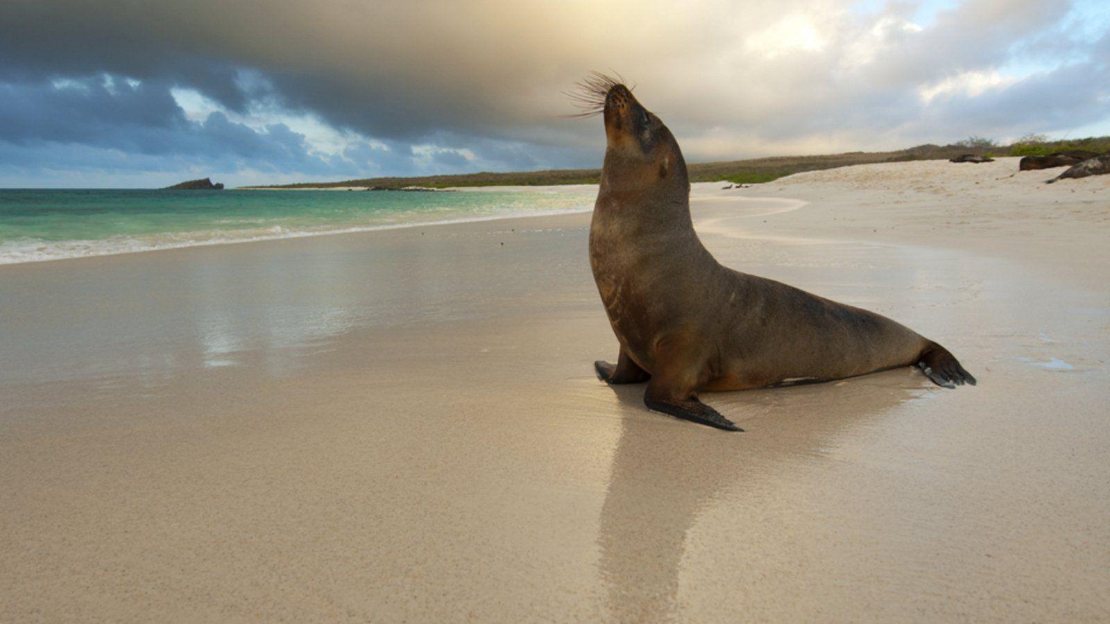HD Seal Wallpapers Top Free HD Seal Backgrounds WallpaperAccess