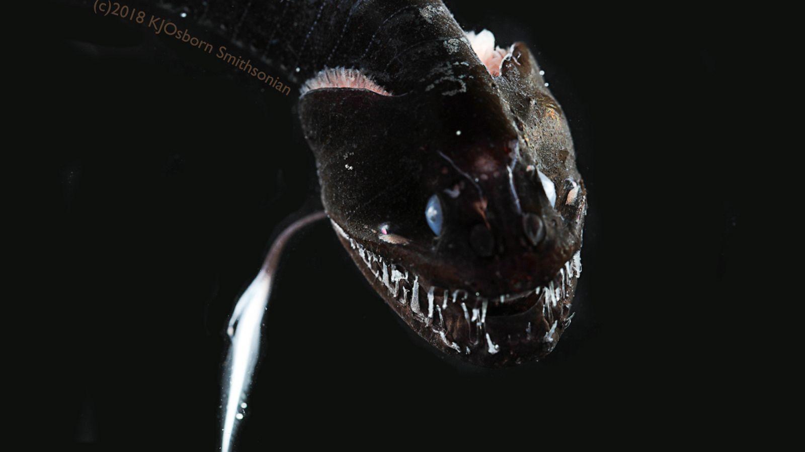 1600x900 Scientists Discover Ultra Black Deep Sea Fish, Among The Darkest Creatures Ever Found