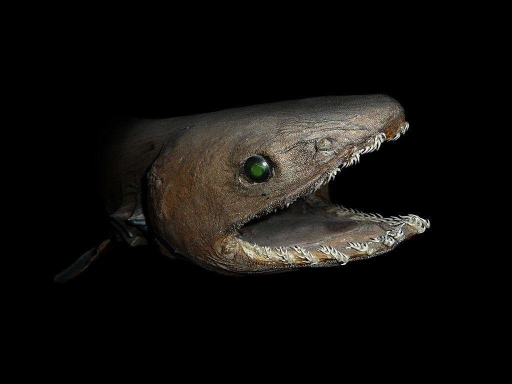 1024x768 Creatures From The Deep Sea That Will Absolutely Give You Nightmares