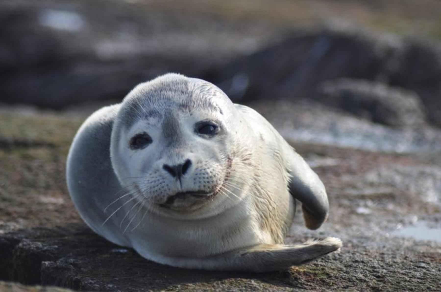 1800x1195 Animals: Lions Seal Lion Seals Sea HD Animal Mobile Wallpaper