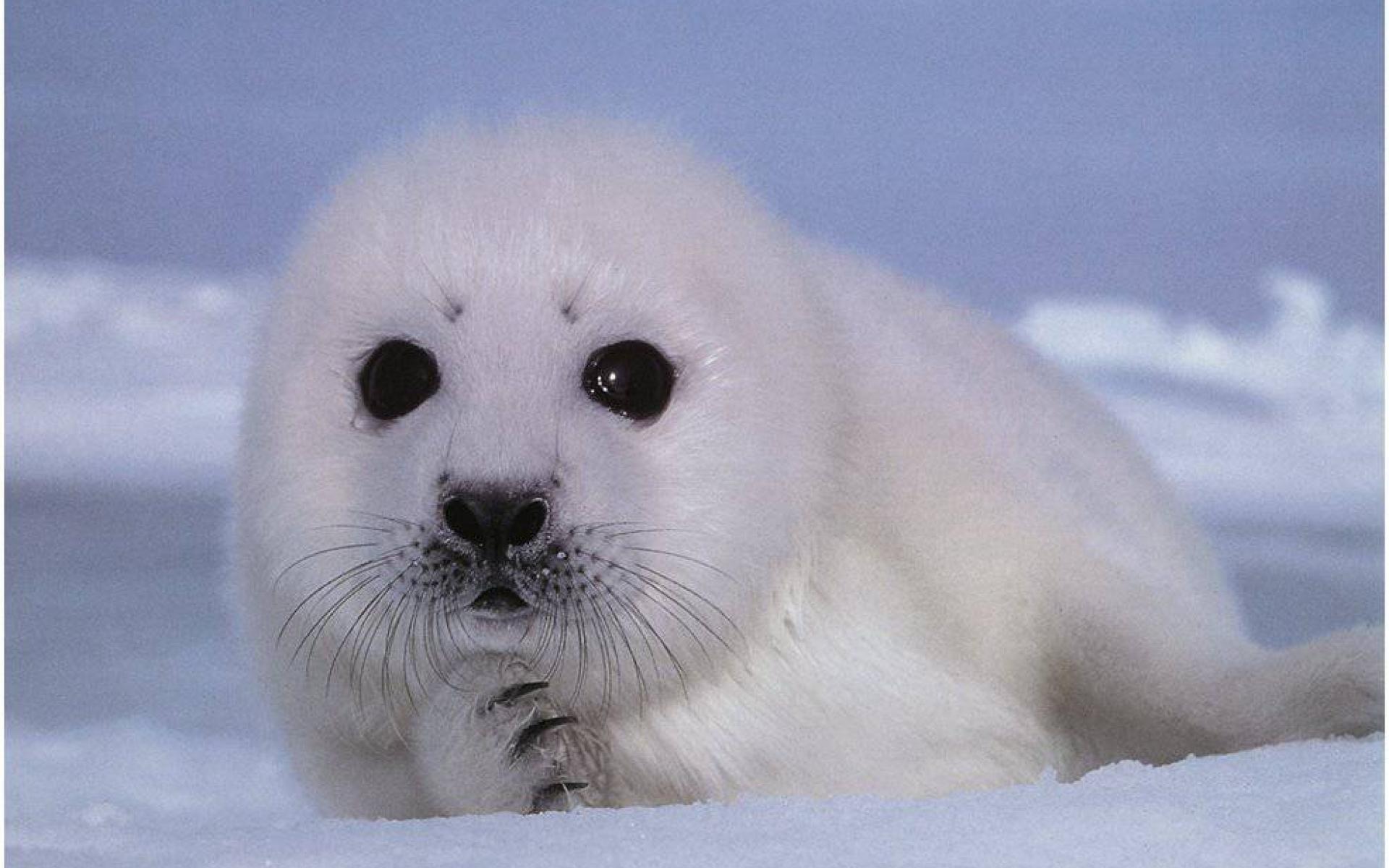 Baby Seal Wallpapers - Top Free Baby Seal Backgrounds - WallpaperAccess