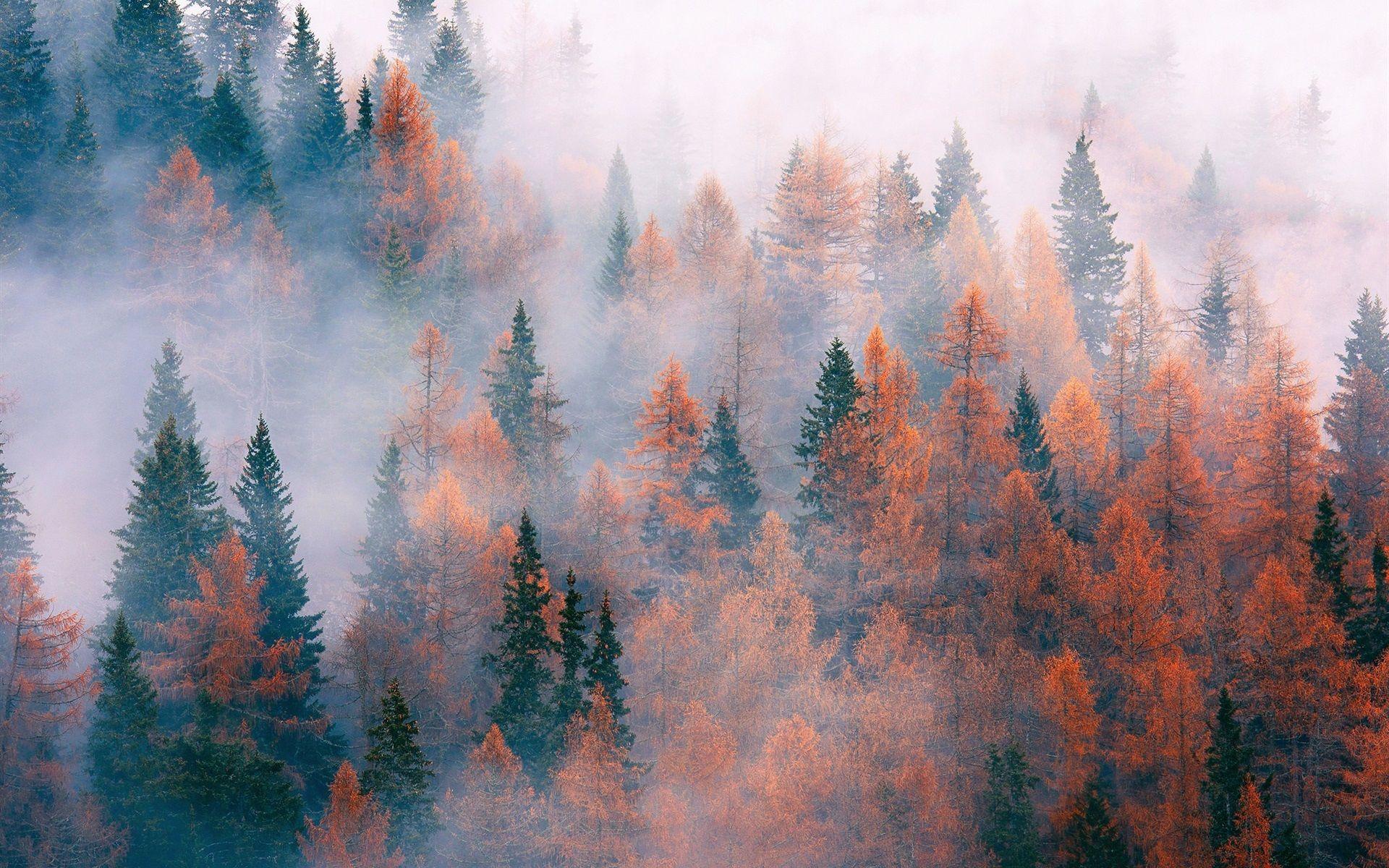 1920x1200 Wallpaper Forest, trees, fog, autumn 1920x1200 HD Picture, Image