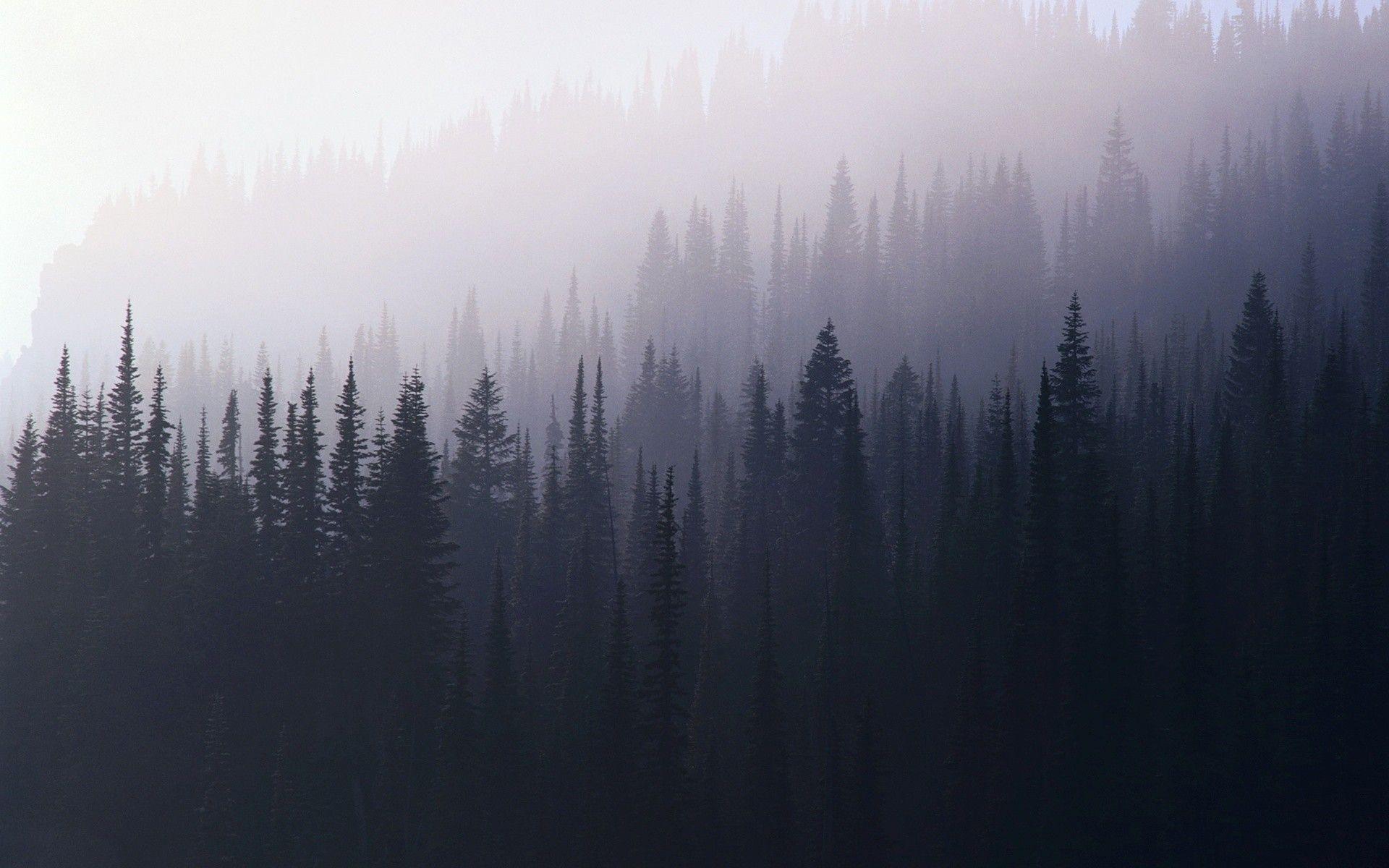1920x1200 Foggy Forest