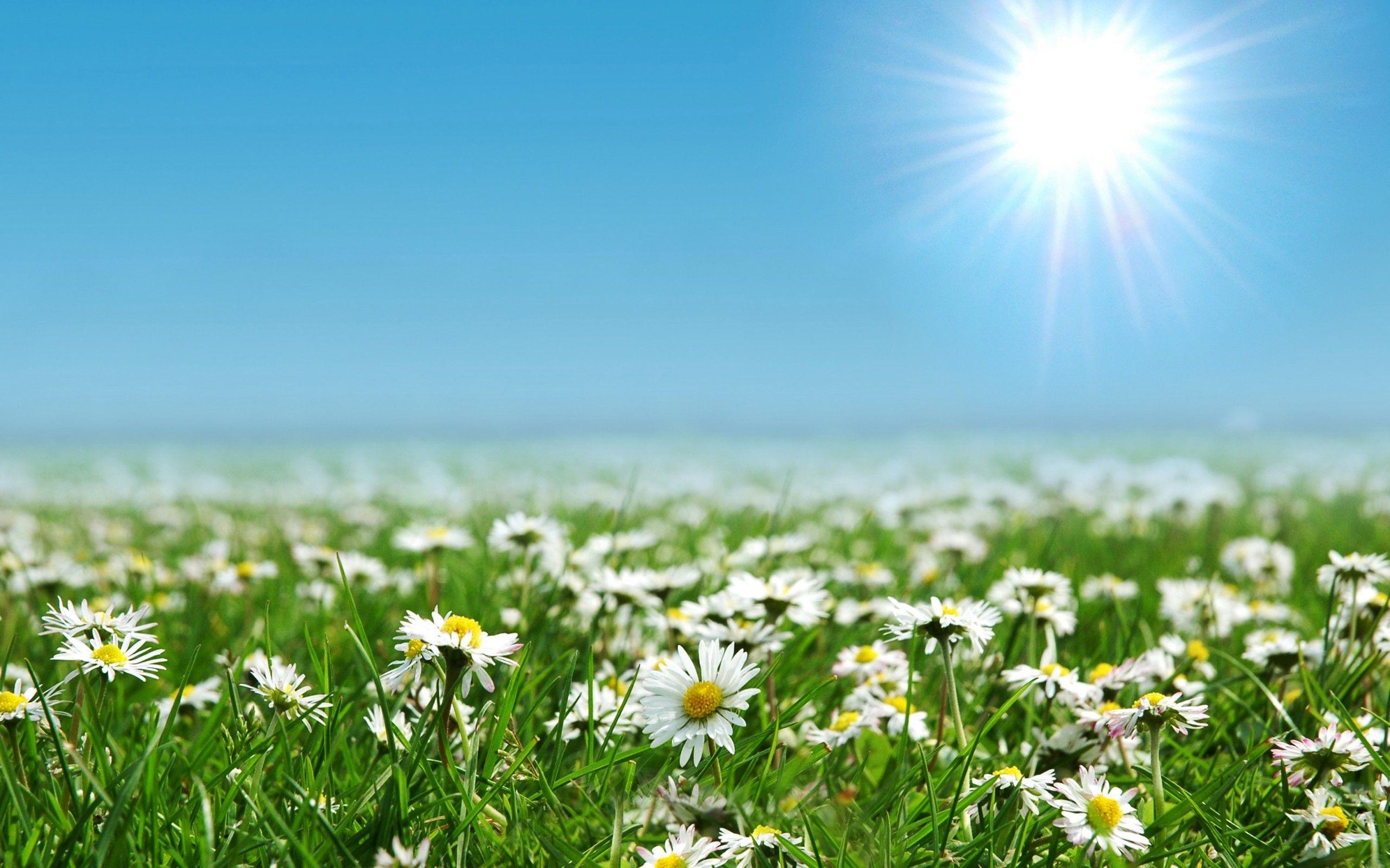 2560x1600 Beautiful Daisies Flowers Farm Wallpaper