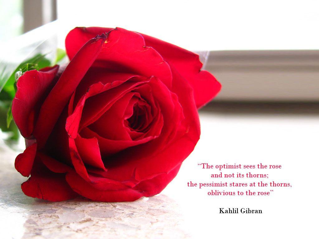 1024x768 Inspirational Desktop Wallpaper: Red Rose Desktop Wallpaper