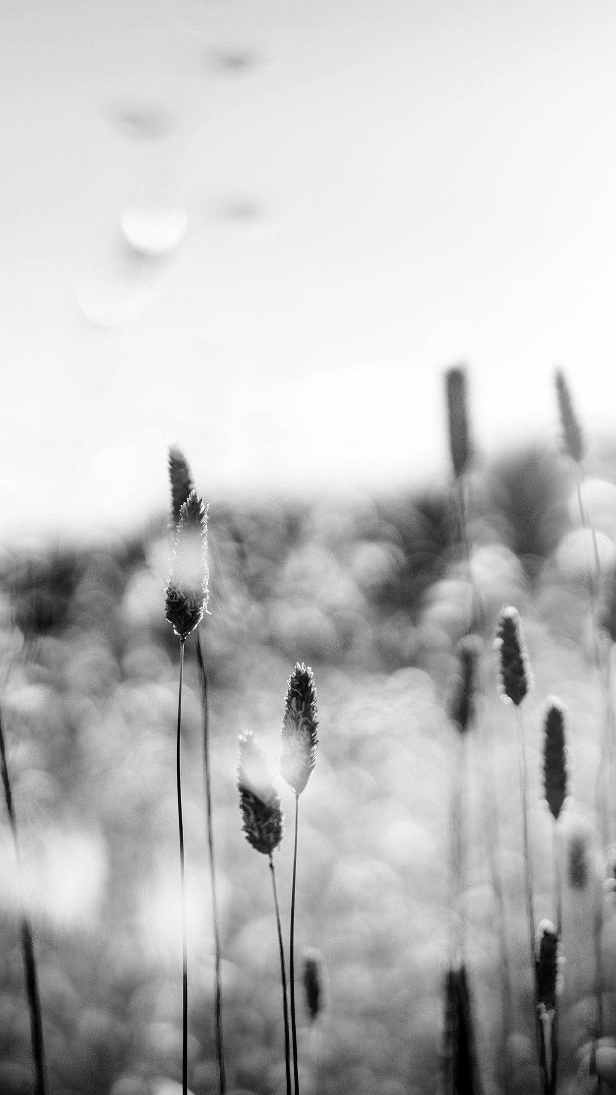 1242x2208 Flower Bokeh Spring Sunlight Nature Fantastic Dark Bw iPhone 6 Wallpaper