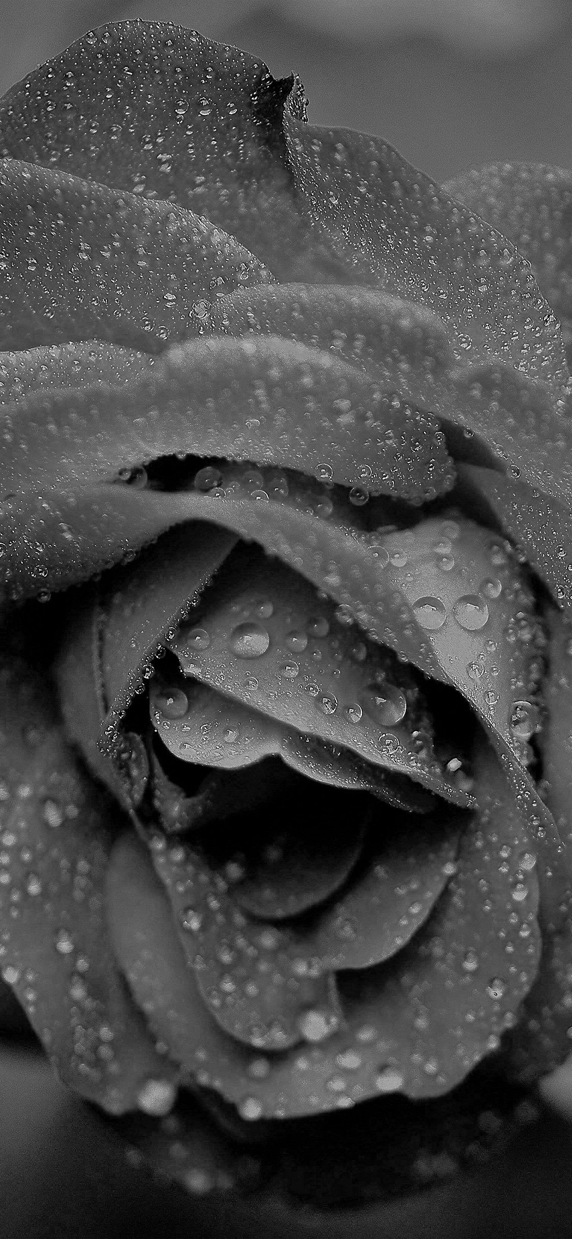 1125x2436 Rose Flower Bw Black Dark Rain Bokeh Zoom iPhone Wallpaper