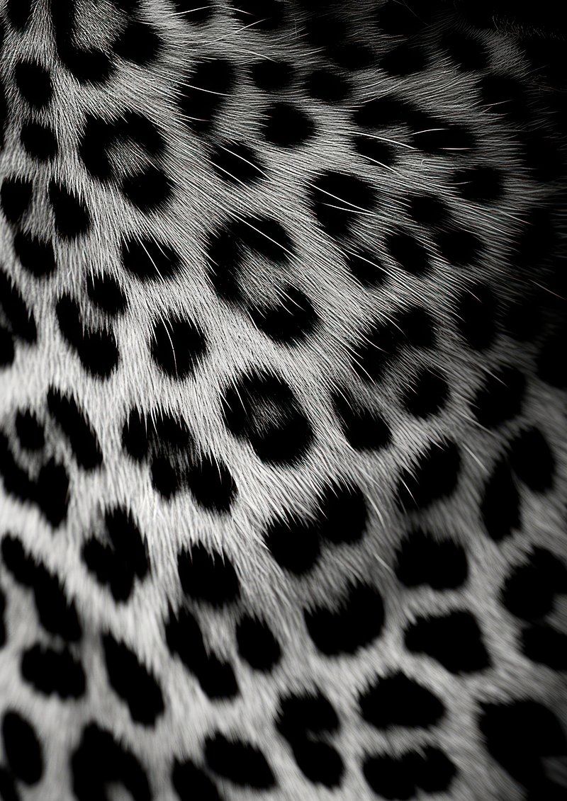 800x1131 Leopard Print Pattern Image Wallpaper