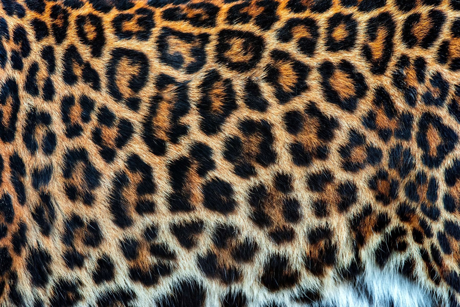 1798x1200 Leopard coat