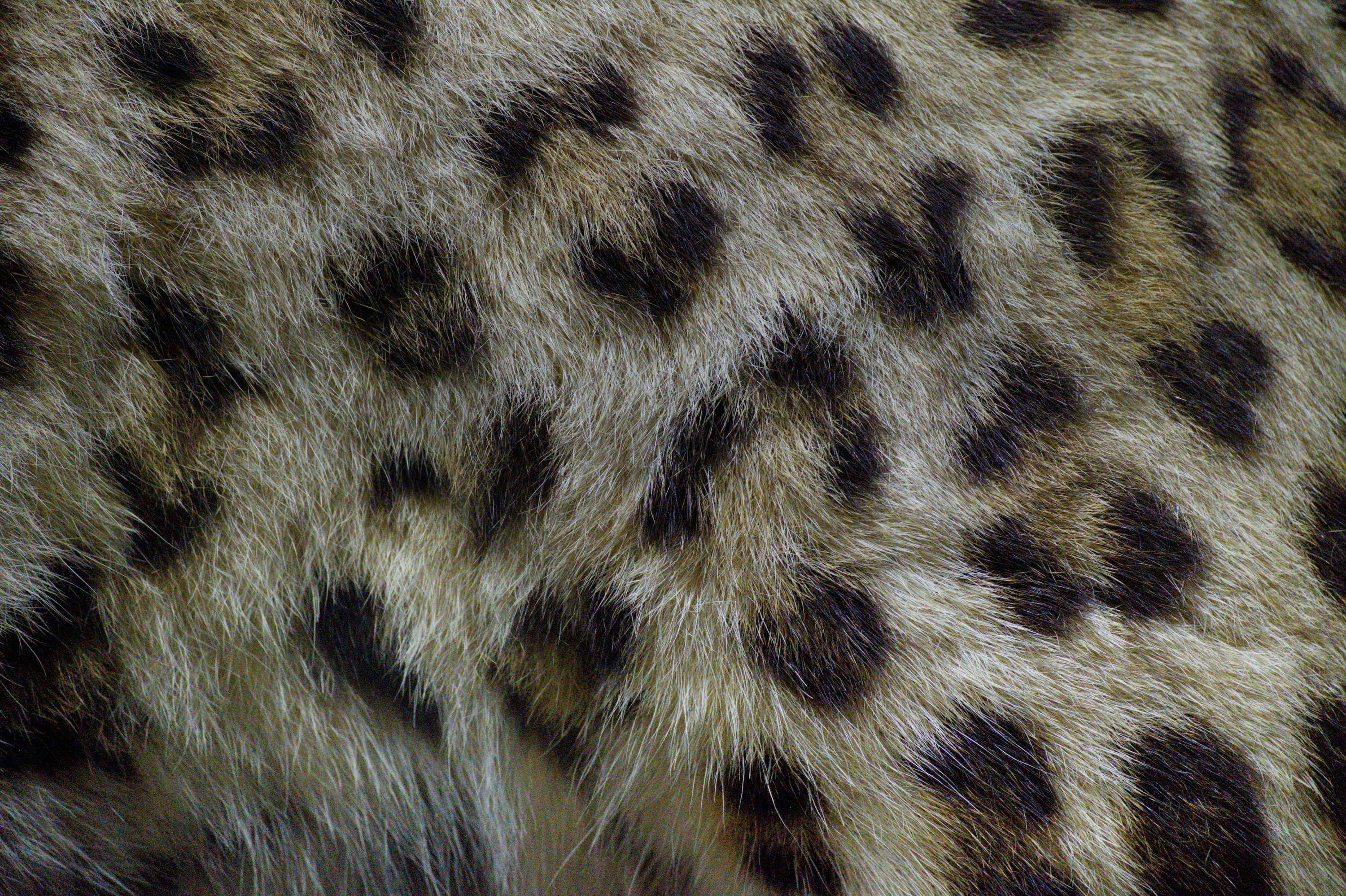 3000x1997 Leopard Print Wallpaper Picture. Download Free Image