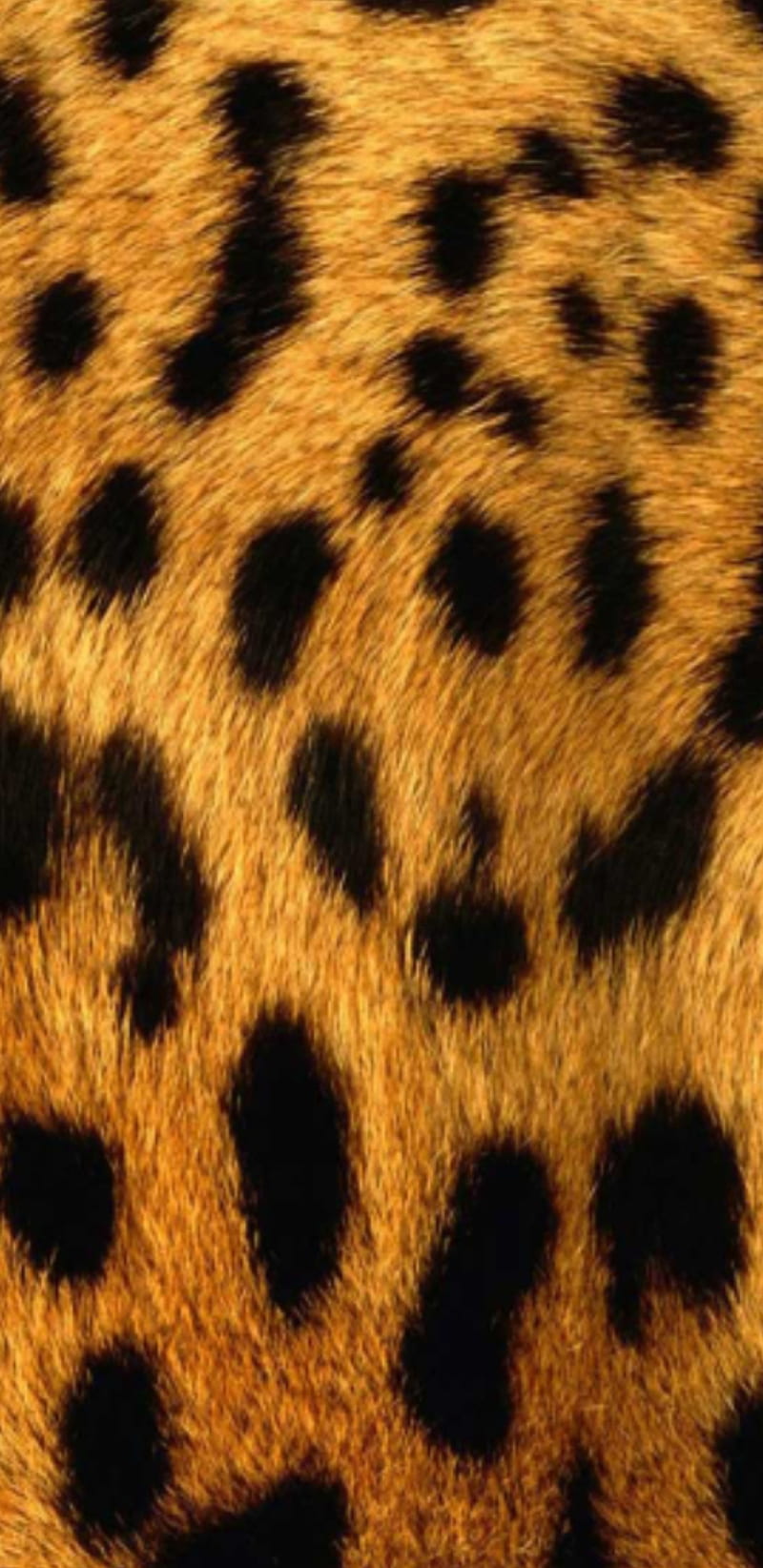 800x1644 Animal leopard, fur, gold, skin, leopards, print, HD phone wallpaper