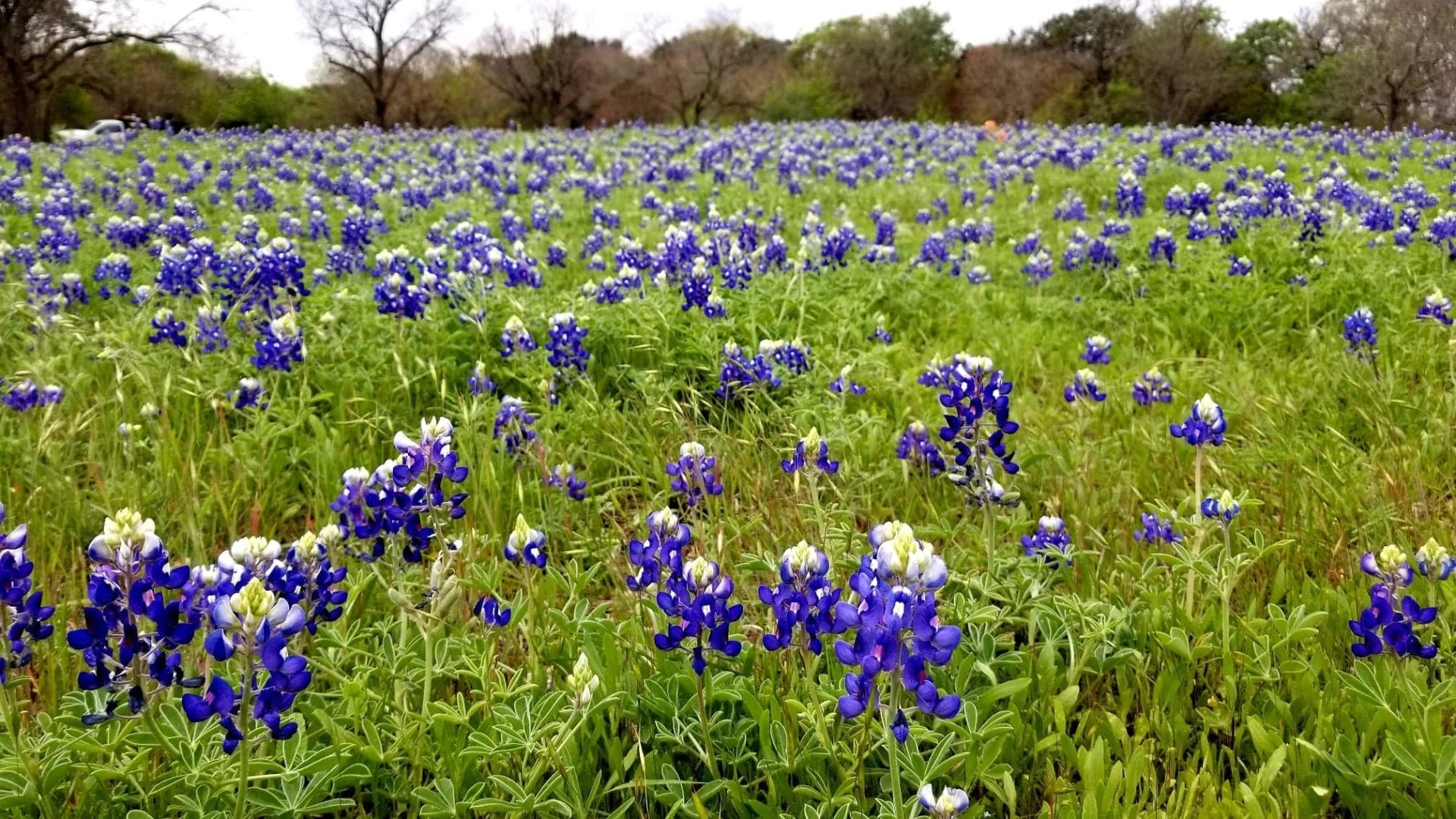 1920x1080 Places to Find Bluebonnets in Waco. Wacoan®. Waco's Magazine™