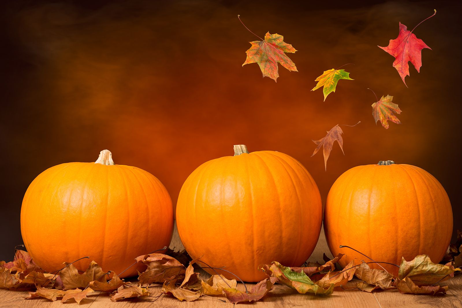 1600x1068 Three pumpkins with fall leaves with seasonal background's Malabar Inn