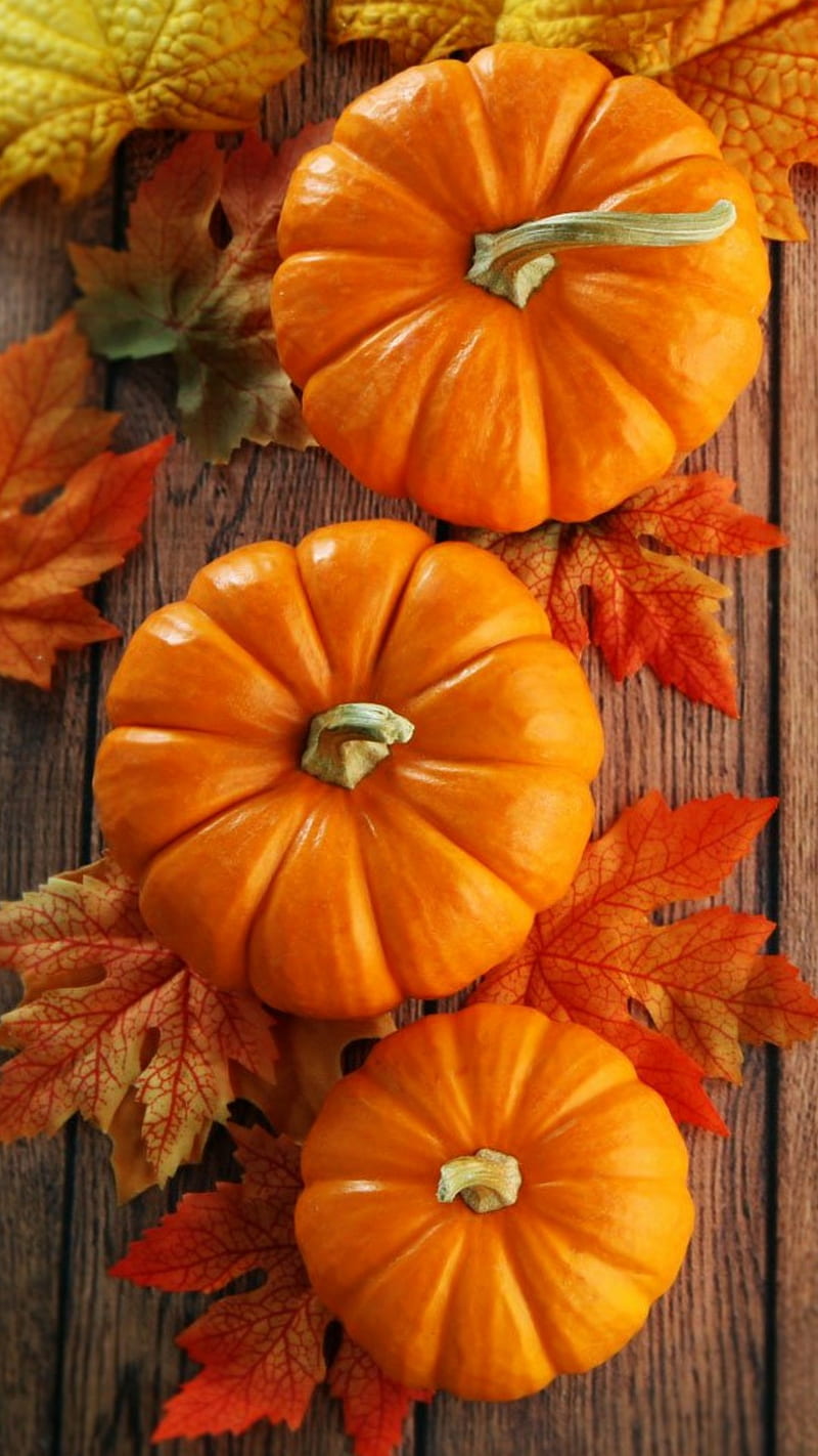 800x1422 Trefoil Pumpkins, autumn, fall, leaves, pumpkins, HD phone wallpaper