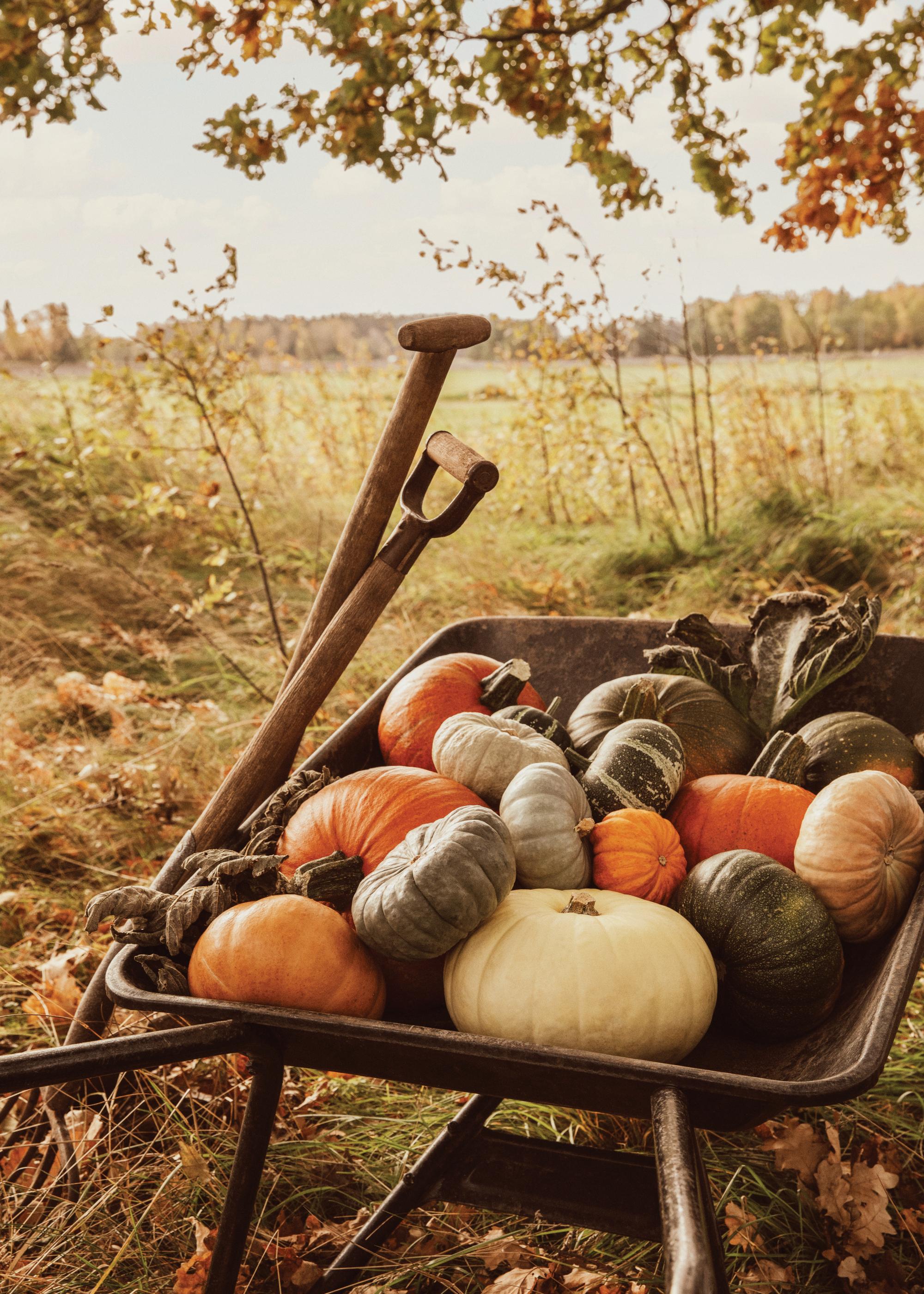 2000x2800 Pumpkin Harvest Duo Poster Pack. Poster Store US