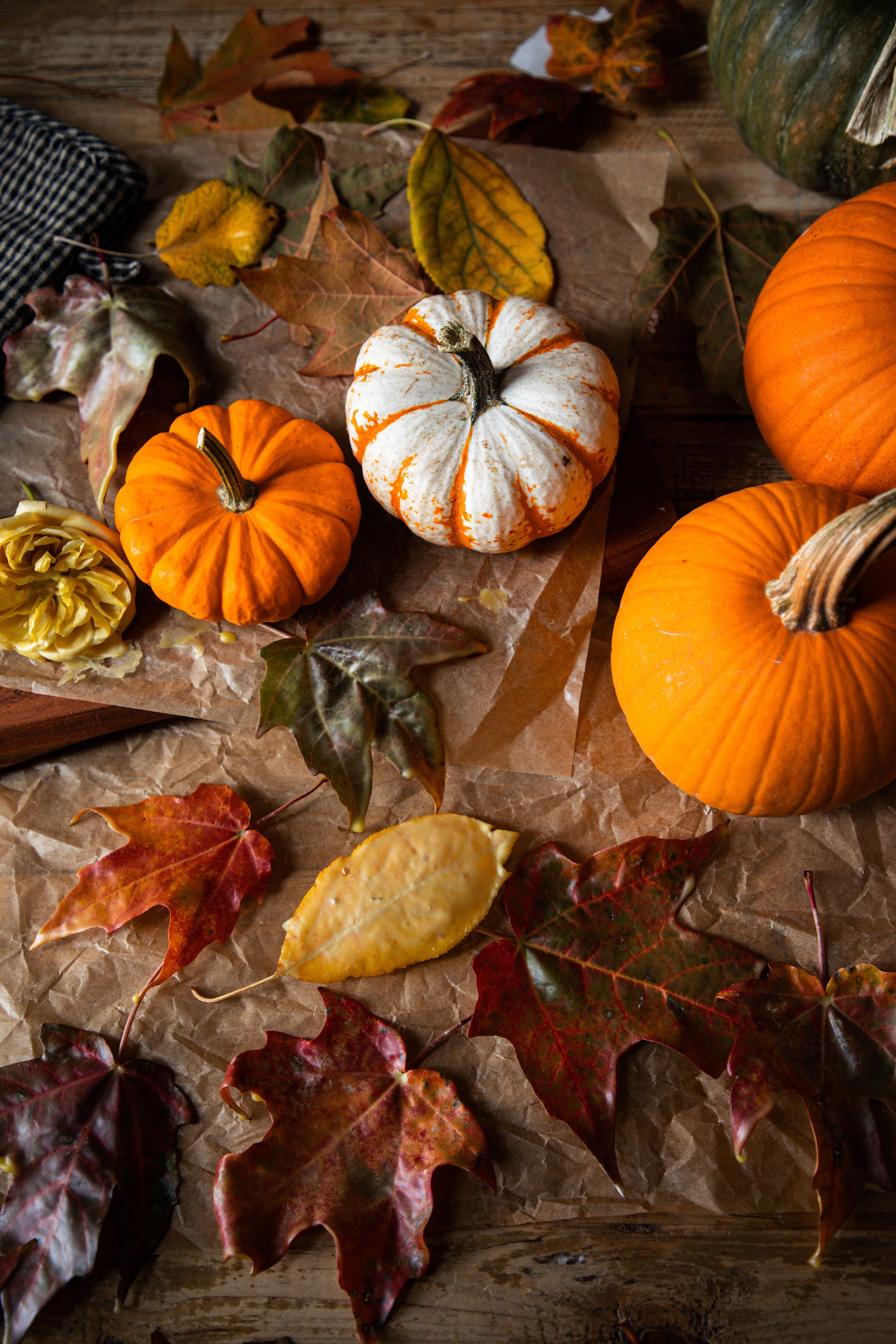 2500x3750 How to Preserve Autumn Leaves in Beeswax
