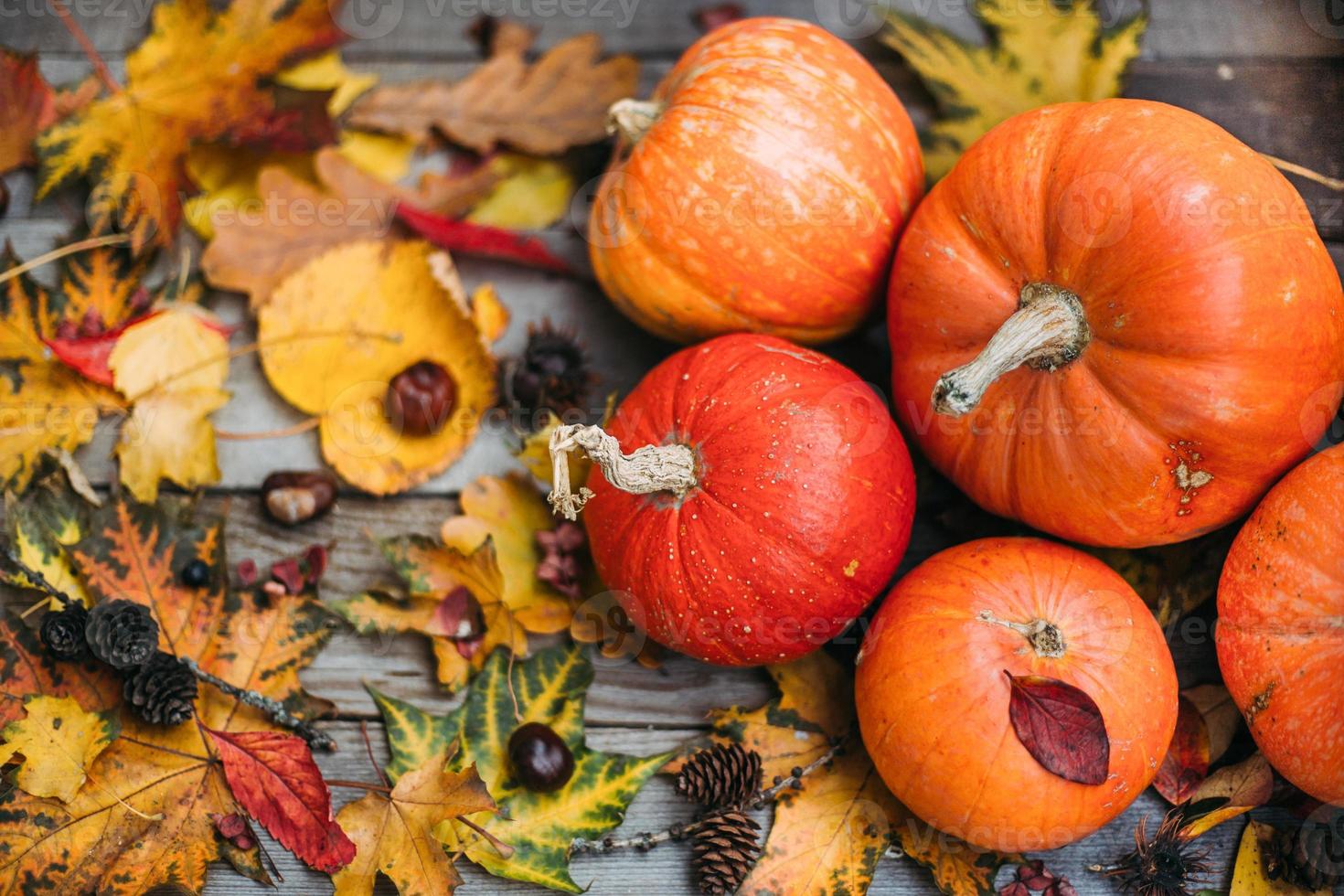 1470x980 Pumpkins with fall leaves over wooden background. Orange halloween pumpkins in autumm composition