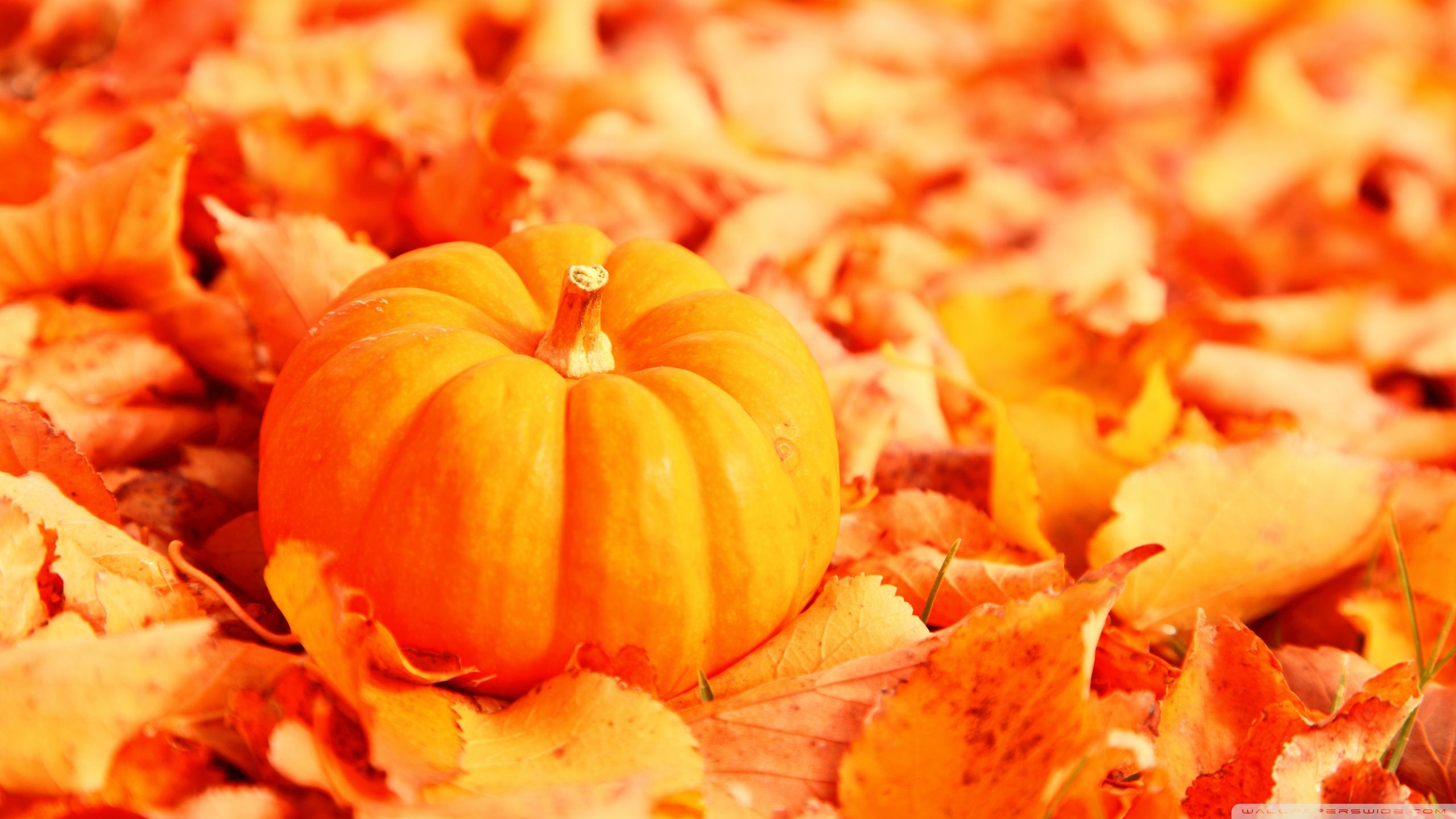 2560x1440 Pumpkin And Autumn Leaves 4K UHD Wallpaper for UltraHD Desktop and TV : Smartphone and Tablet Devices