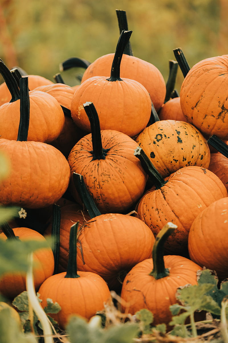 800x1200 Pumpkin, vegetable, autumn, harvest, grass, HD phone wallpaper