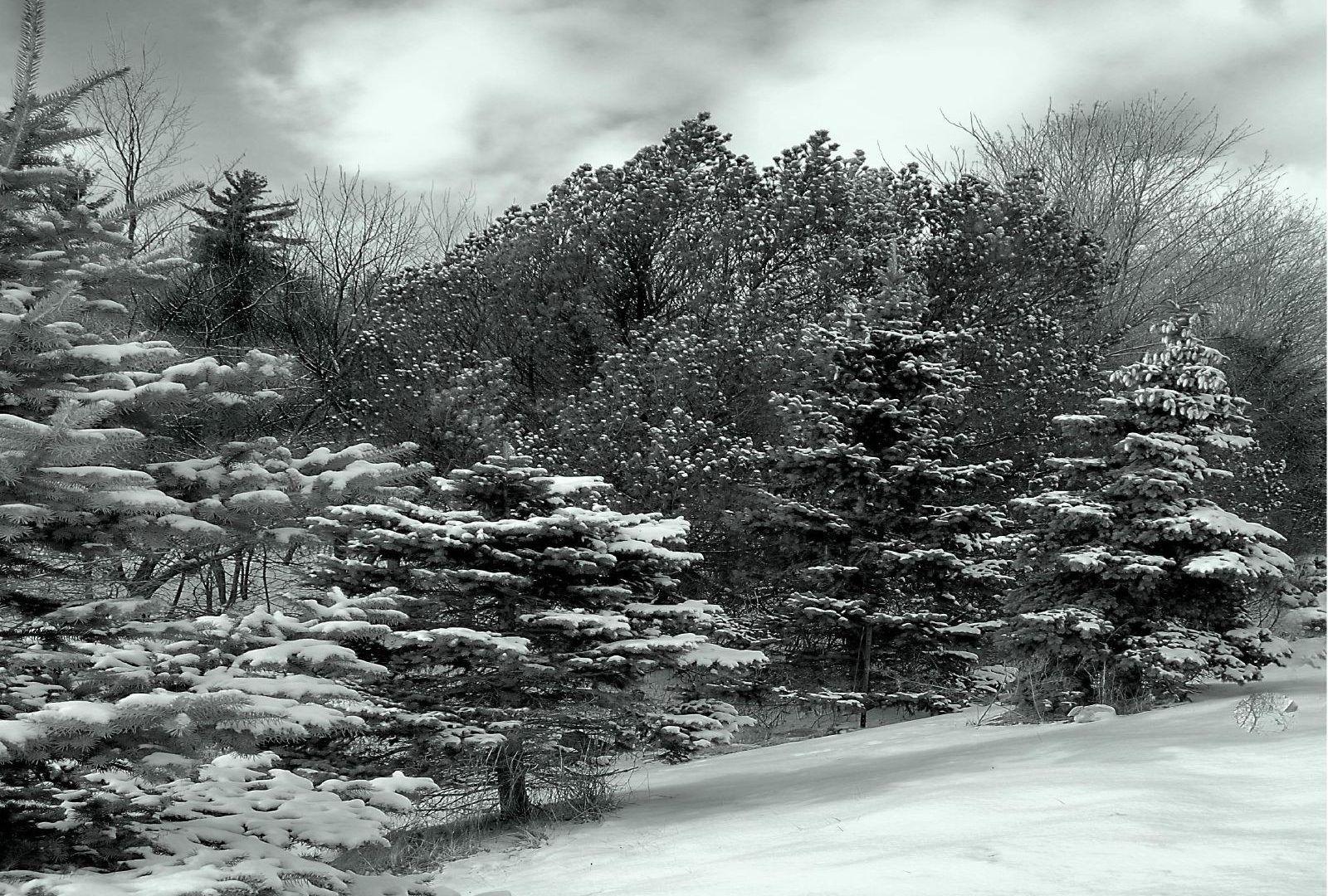 1600x1080 wallpaper: Rocky Coast Tree Sea Nature Rock Image