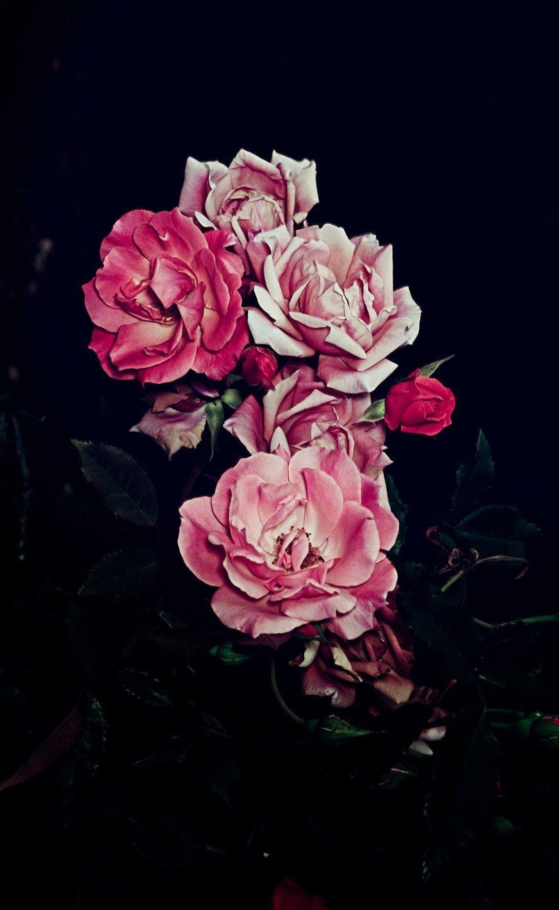 1088x1769 roses. Savage wallpaper, Art wallpaper, Flower wallpaper