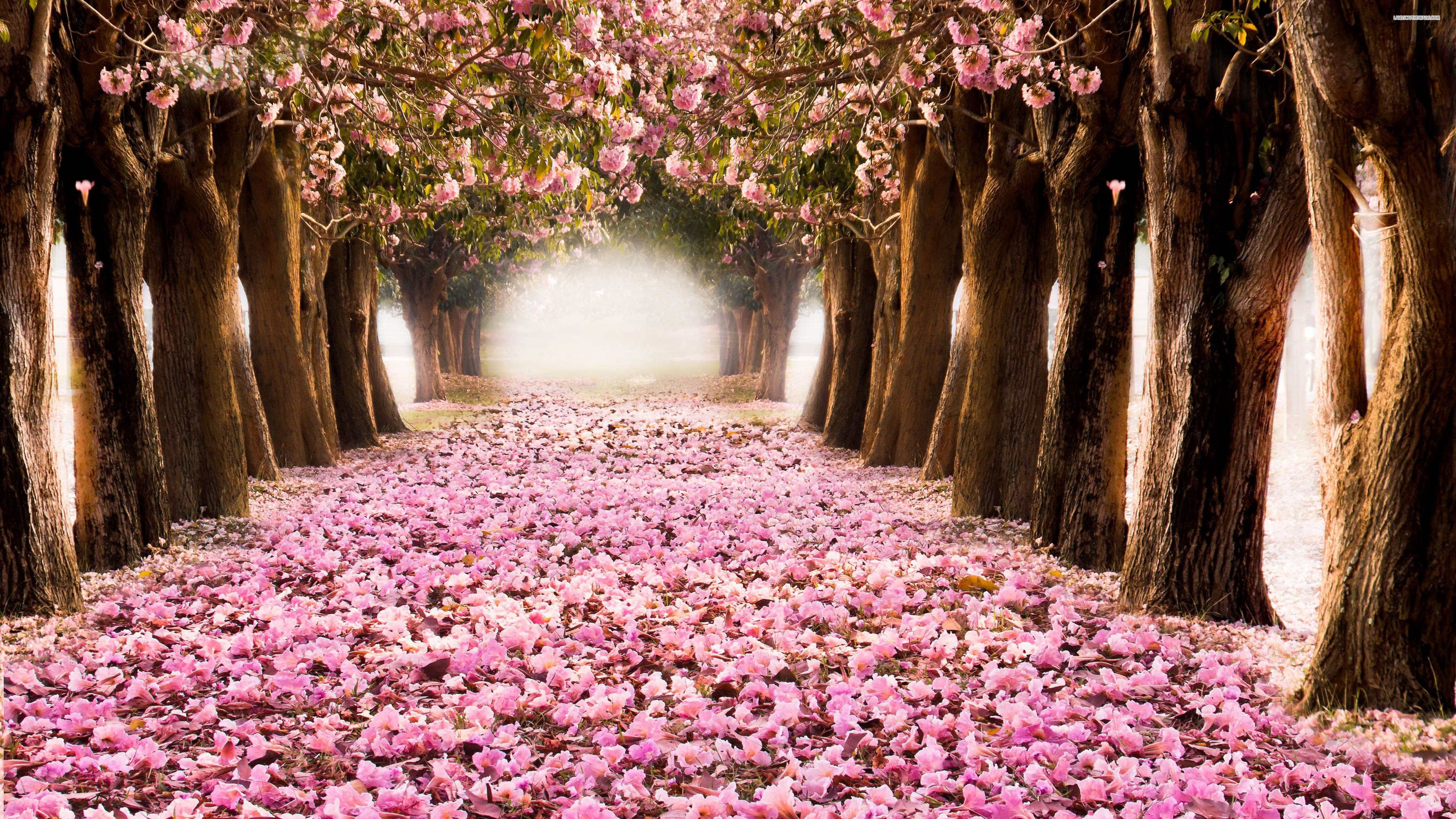 Flower Trees Wallpapers - Top Free Flower Trees Backgrounds - WallpaperAccess