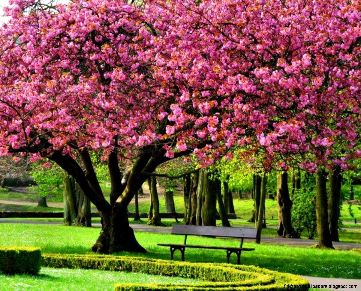 1203x972 Cherry Blossom Tree Wallpaper Group (74)