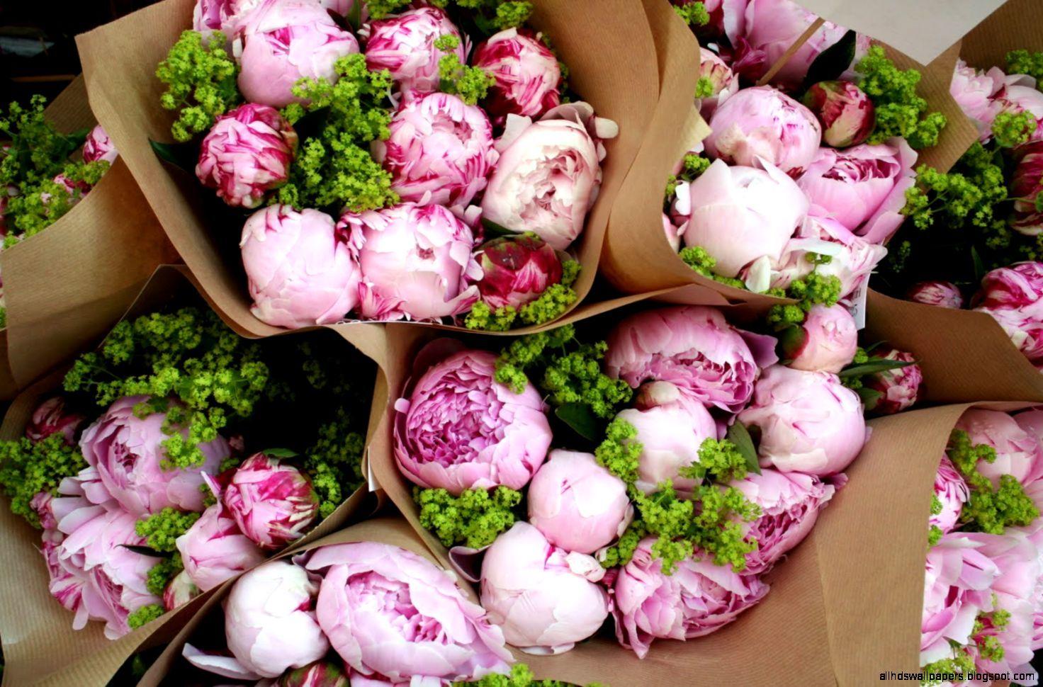 Peonies peony bujor green pink flower HD wallpaper  Peakpx