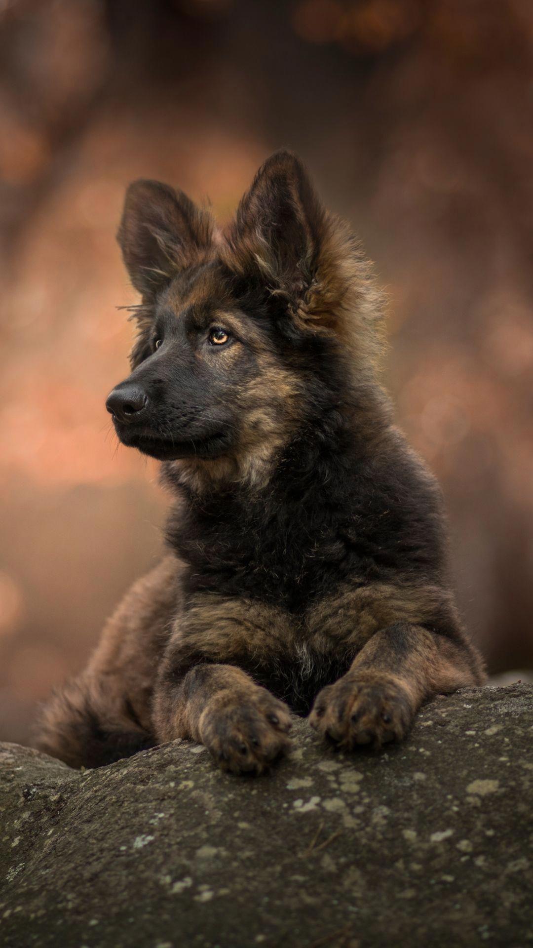 1080x1920 Animal / German Shepherd (1080x1920) Mobile Wallpaper #GermanShepherdPuppy. Shepherd puppies, German shepherd puppies, Sable german shepherd