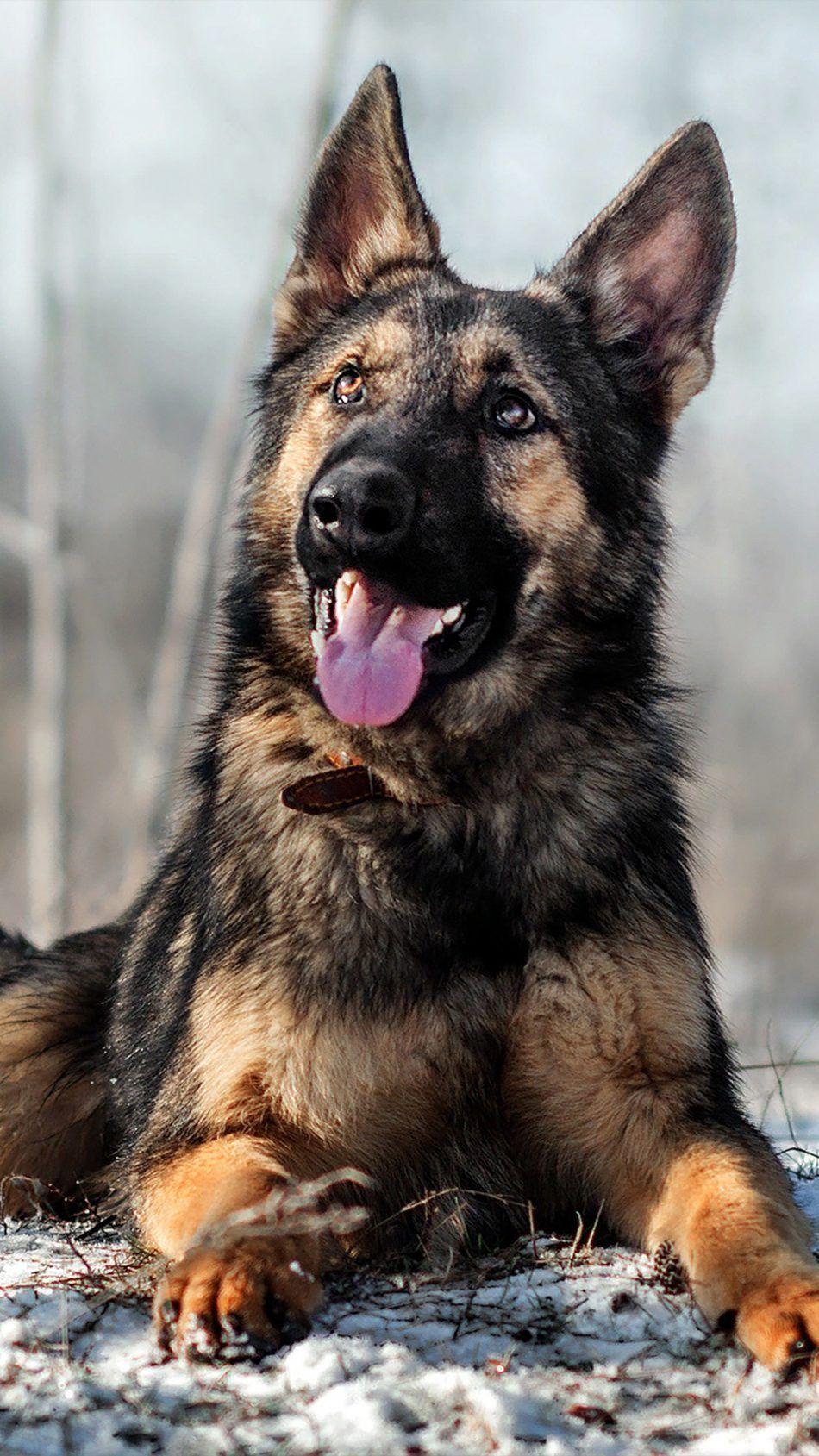 950x1689 German Shepherd Pet Dog Snow 4K Ultra HD Mobile Wallpaper. #germanshepherd. Snow dogs, Dogs, German shepherd