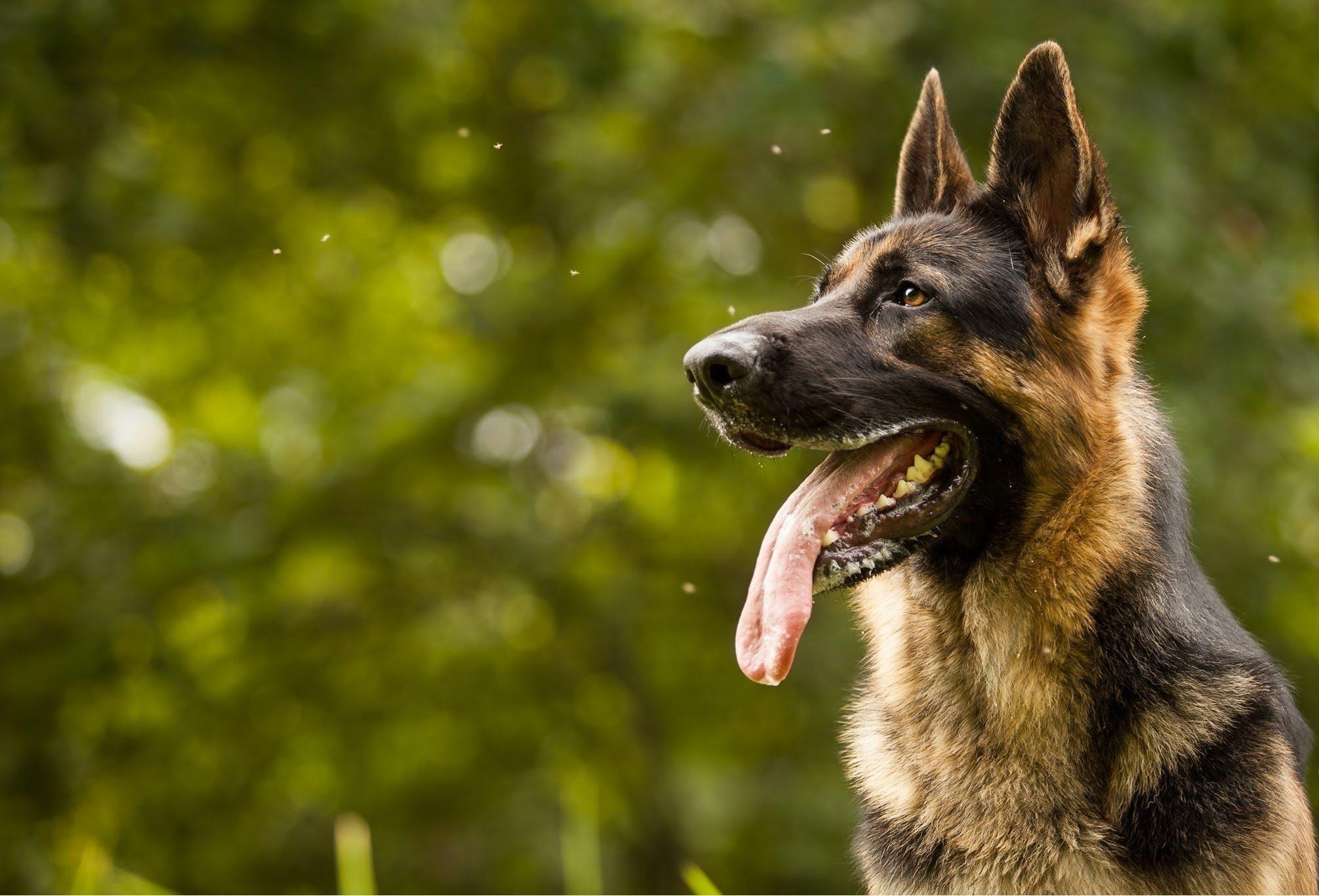 2011x1366 German Shepherd Tongue Wallpaper 70570 2011x1366px