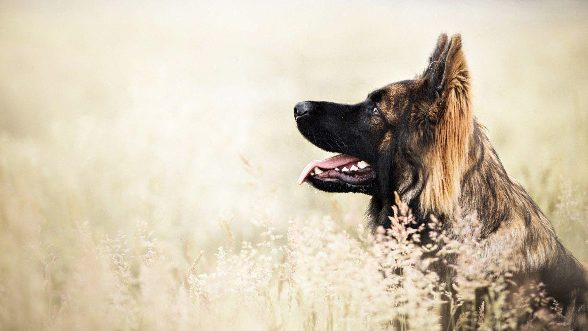 1920x1080 Dog, German, Shepherd, Desktop, Wallpaper, Doggy, Puffy Dogs, Download, 1920x1080