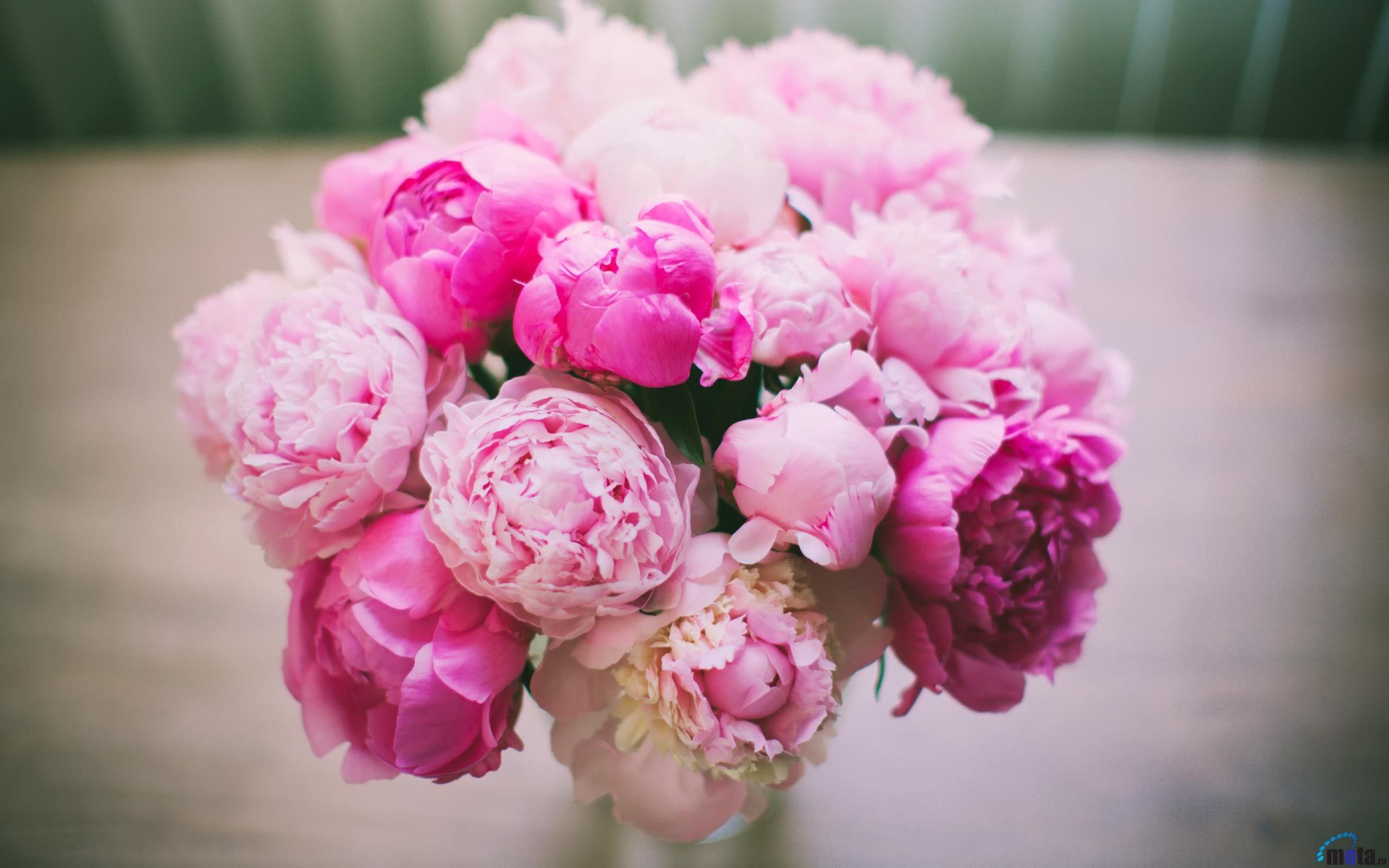 2560x1600 Peony Desktop Wallpaper 28 HD Wallpaper Free