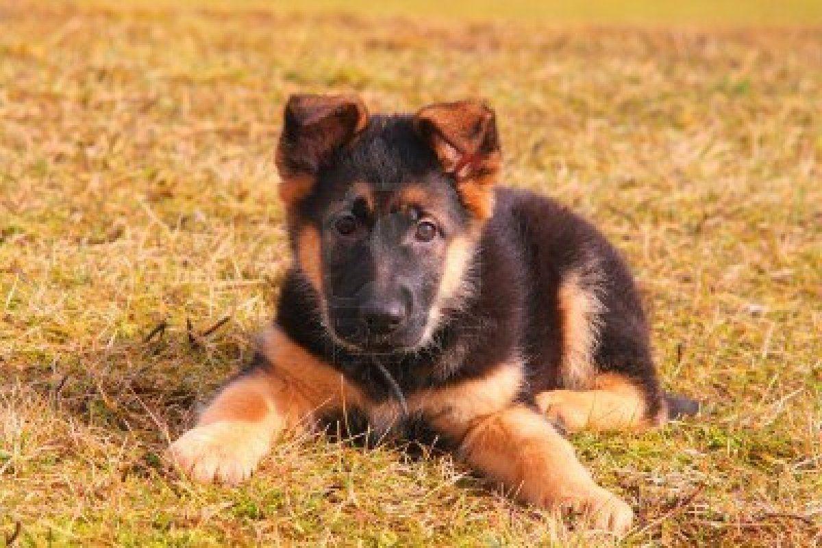 1200x801 Dog German Shepherd Baby