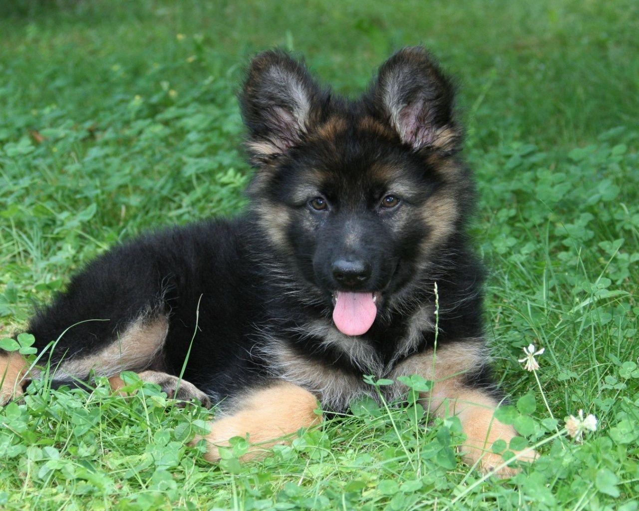 1280x1024 German shepherd puppy. Cute german shepherd puppies, German shepherd dogs, German shepherd puppies