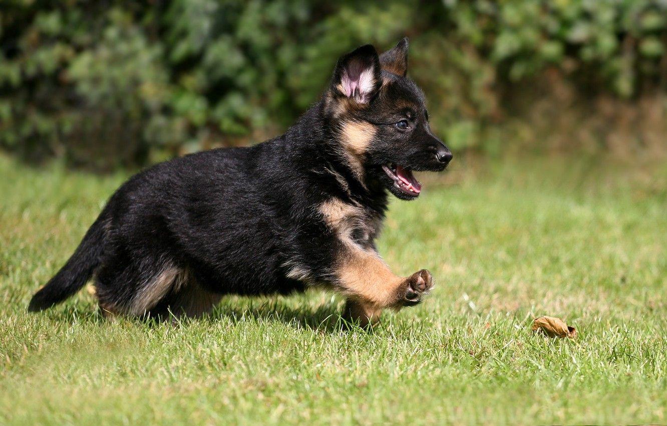 1332x850 Wallpaper puppy, dog, pet, German Shepherd image for desktop, section собаки