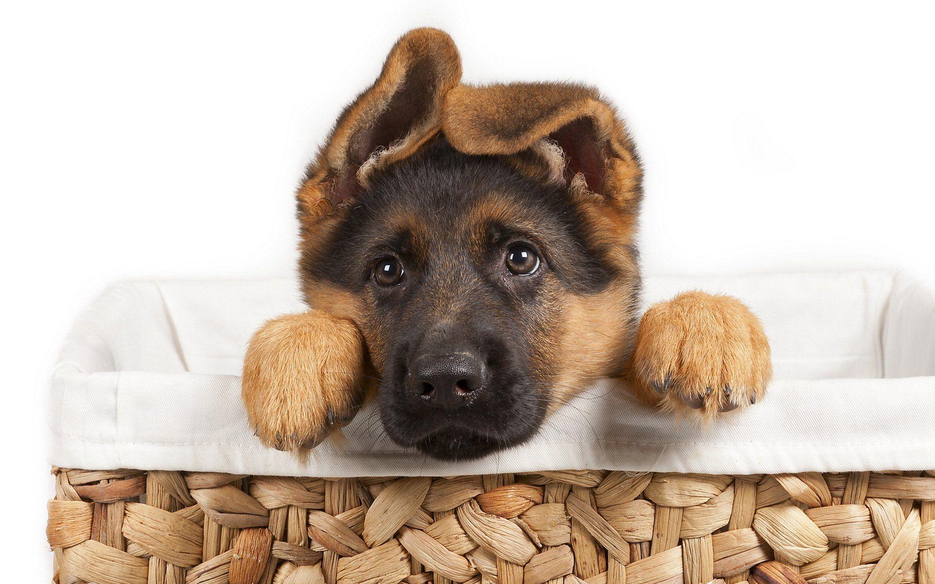 1920x1200 German shepherd puppy dog pet wallpaperx1200
