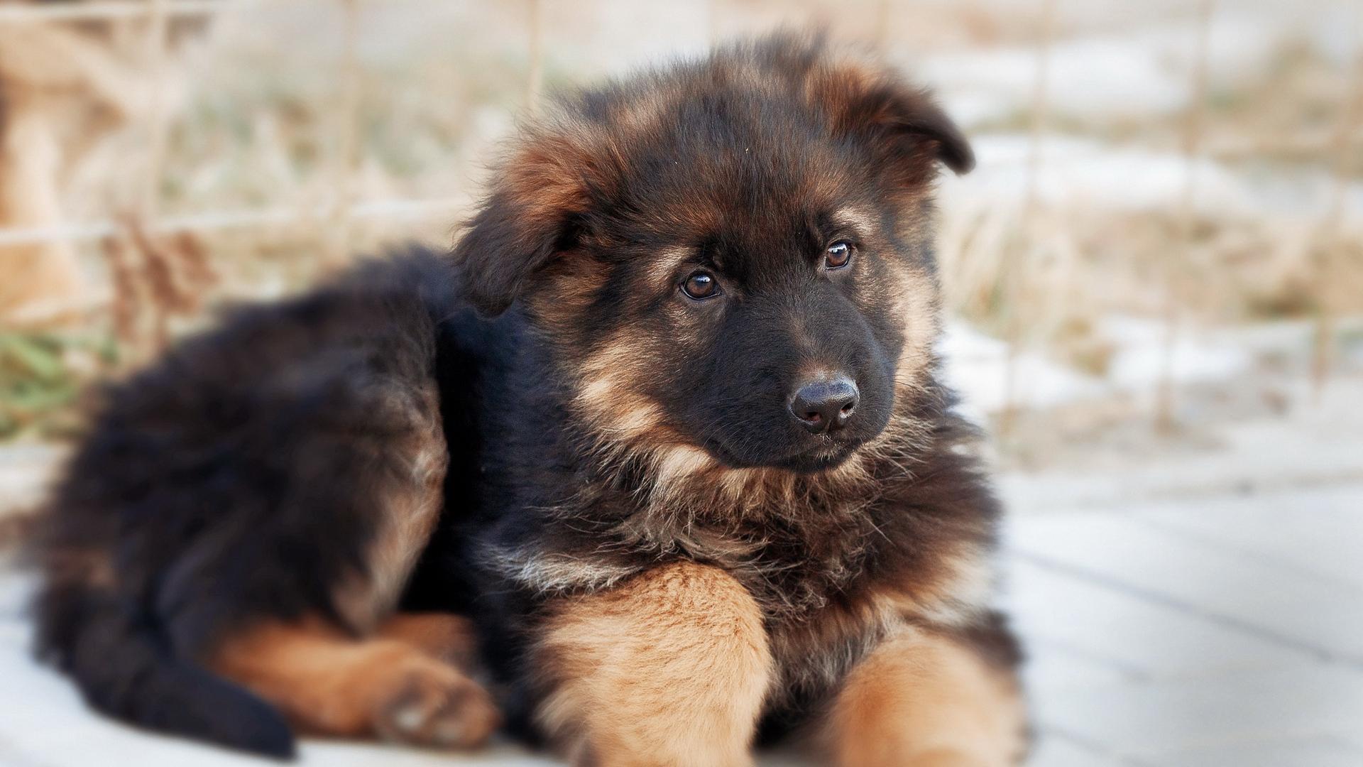 1920x1080 German Shepherd Live Wallpaper for Android