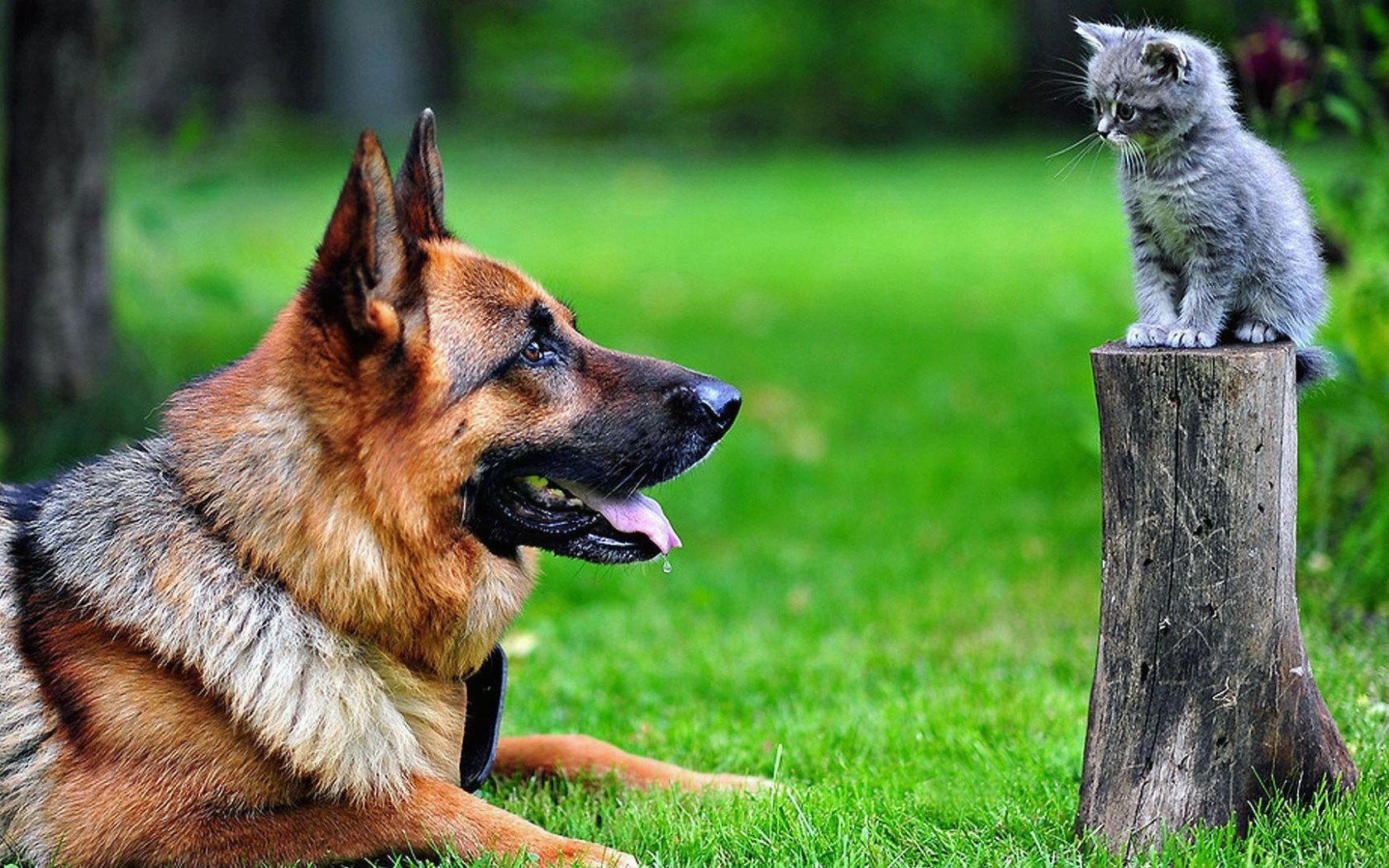 1680x1050 Adult brown German shepherd, dog, kittens, animals, cat, tree stump wallpaper • Wallpaper For You The Best Wallpaper For Desktop & Mobile • Animal Wallpaper