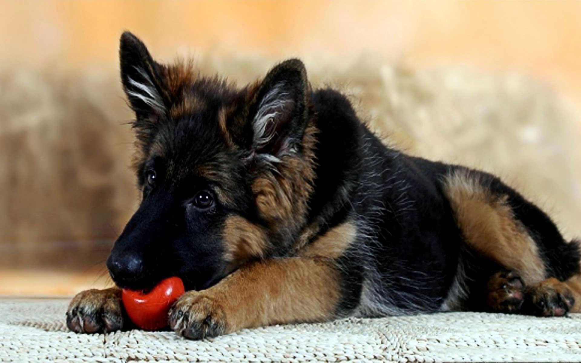 1920x1200 German Shepherd Wallpaper for Android