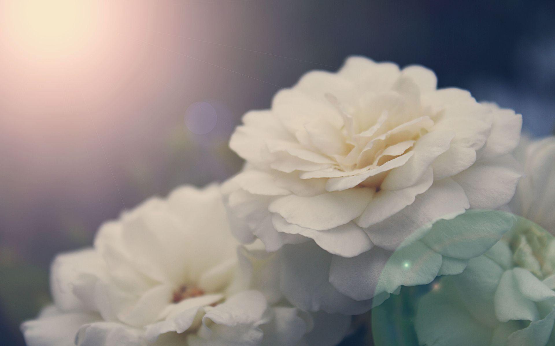 1920x1200 Peony Desktop Background