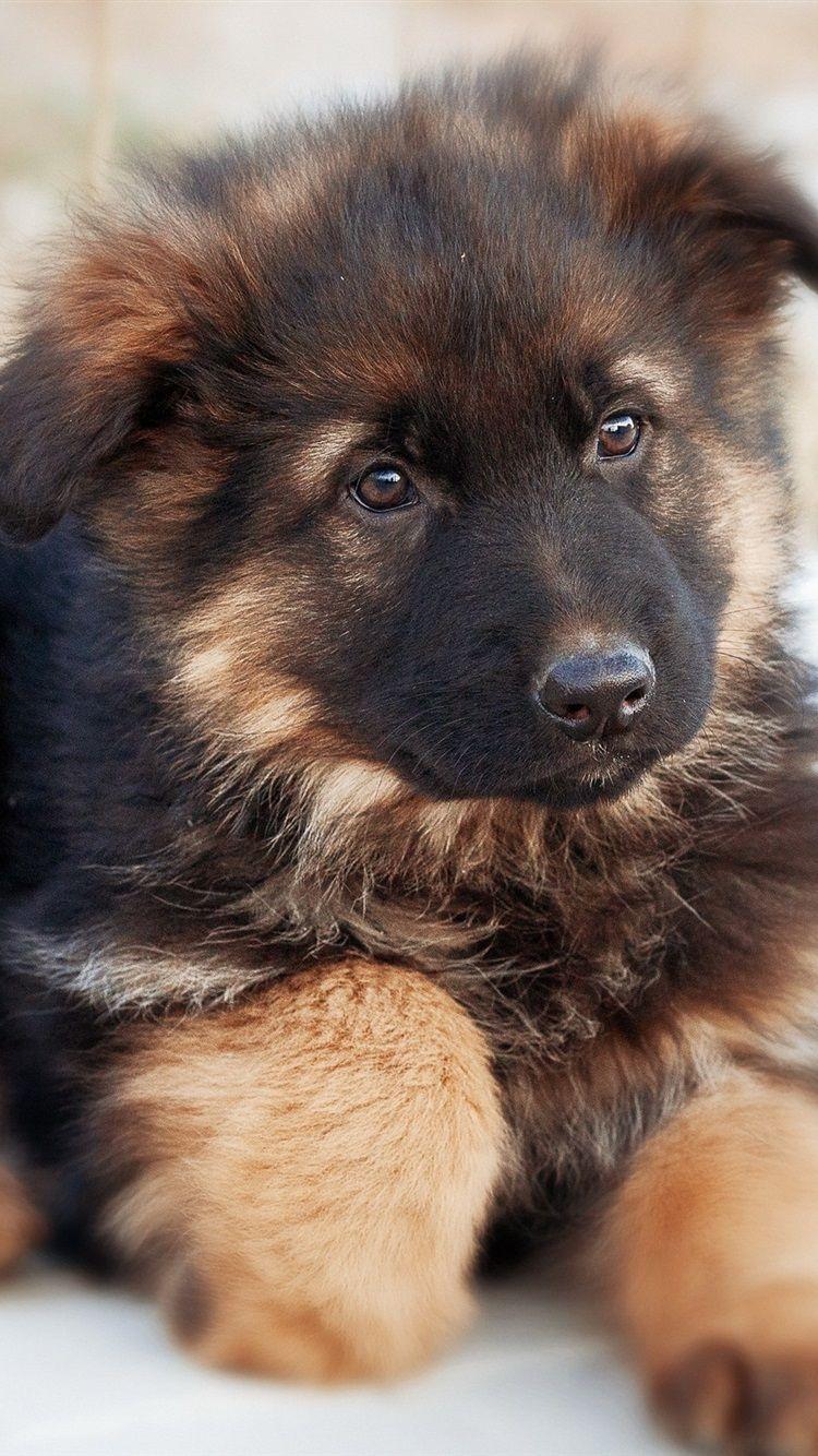 750x1334 Cute German Shepherd Dog 750x1334 IPhone 8 7 6 6S Wallpaper, Background, Picture, Image