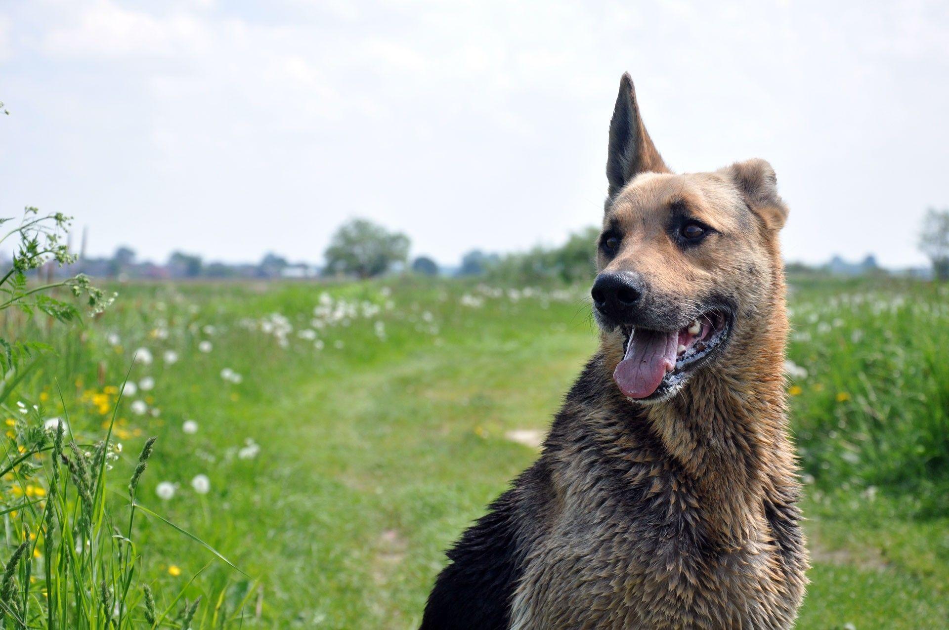 1920x1275 animals dogs german shepherd 1920x1275 wallpaper High Quality Wallpaper, High Definition Wallpaper