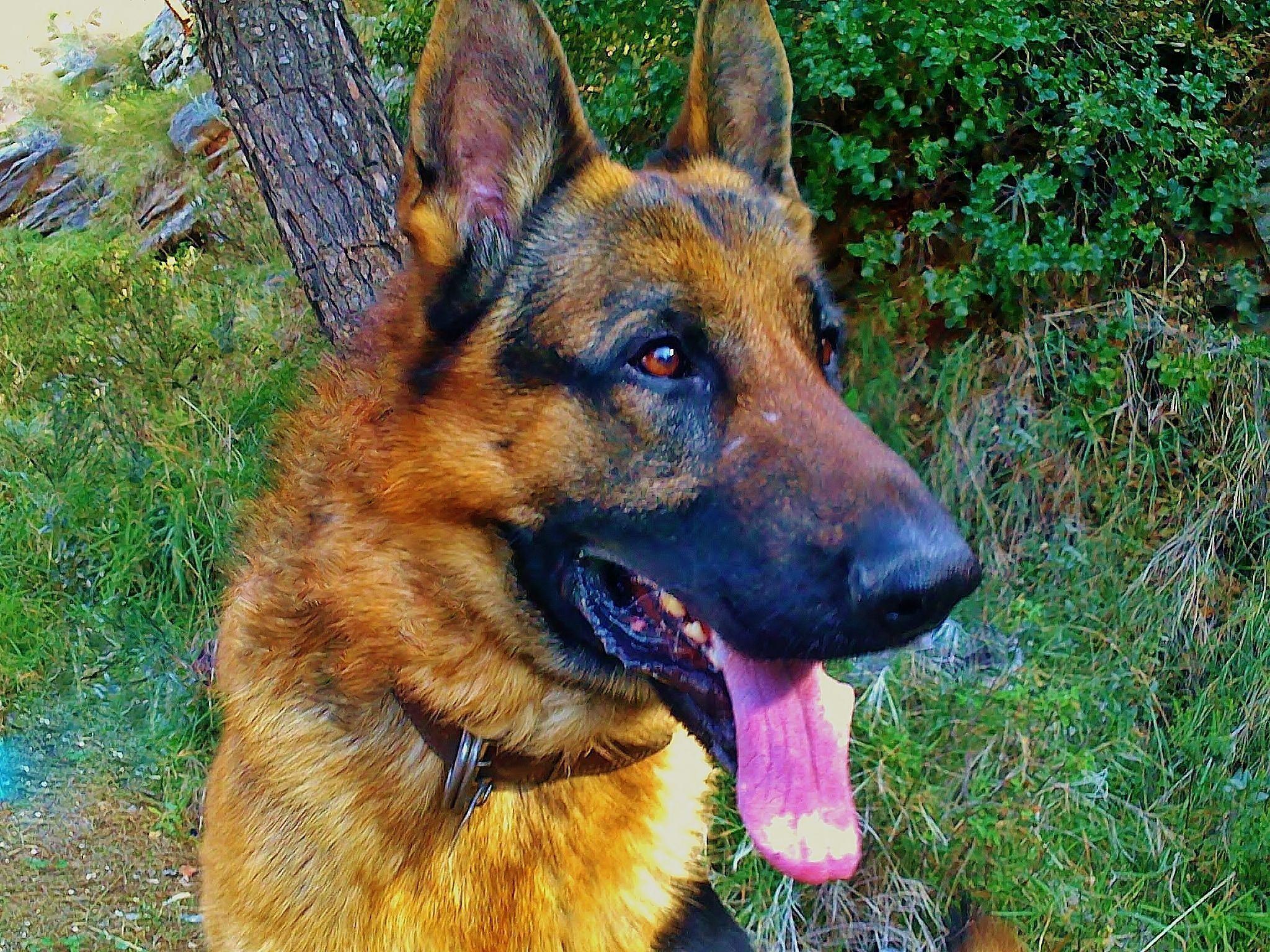2048x1536 Animals: German Shepherd, desktop wallpaper nr. 58889