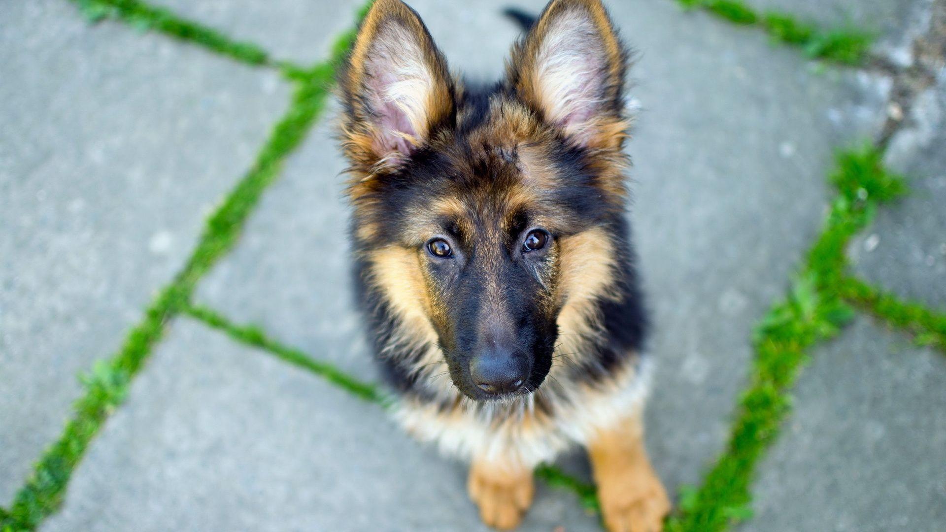 1920x1080 German Shepherd Dog Wallpaper: Image