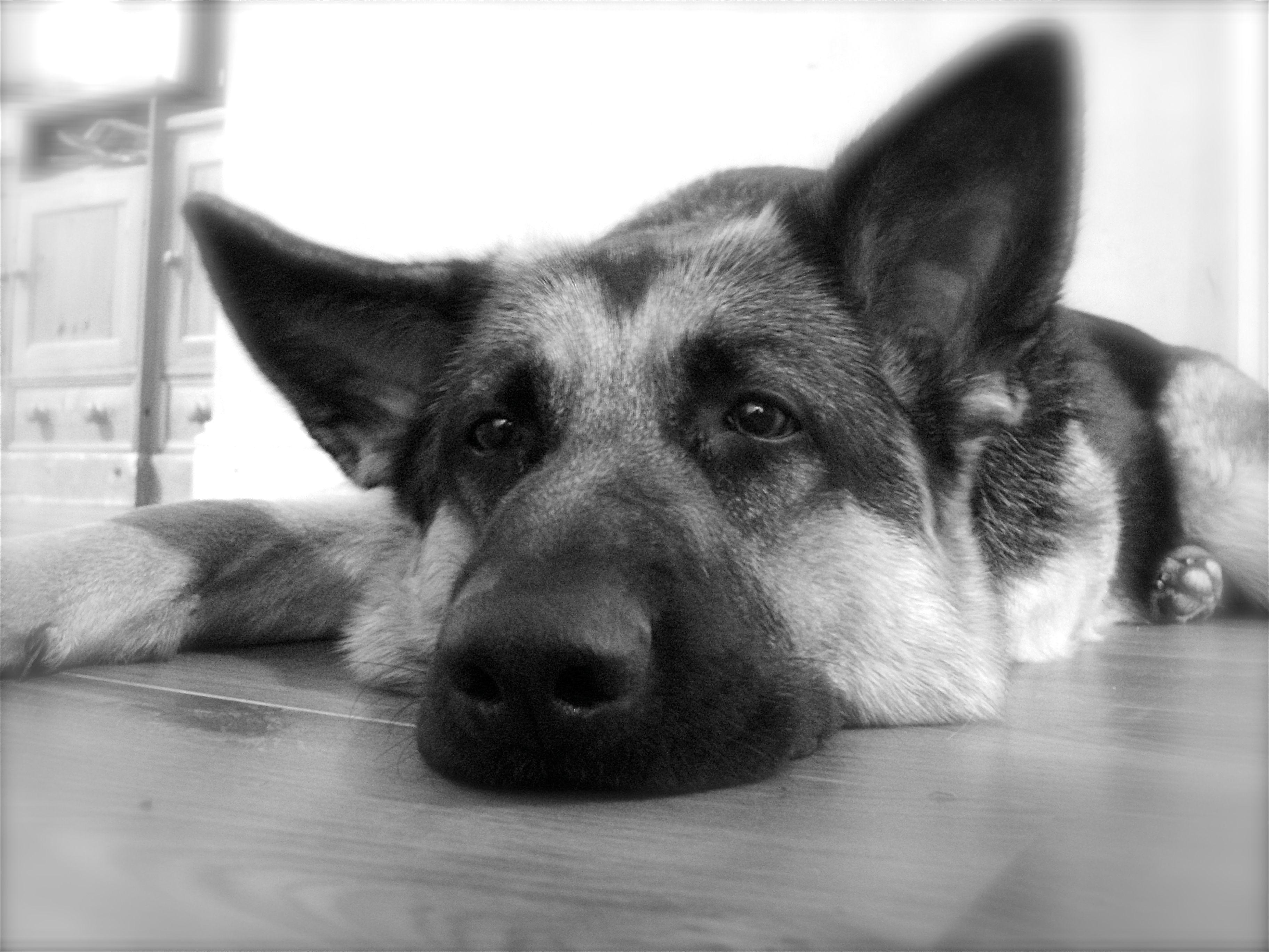 3648x2736 german shepherd 3648x2736 wallpaper High Quality Wallpaper, High Definition Wallpaper