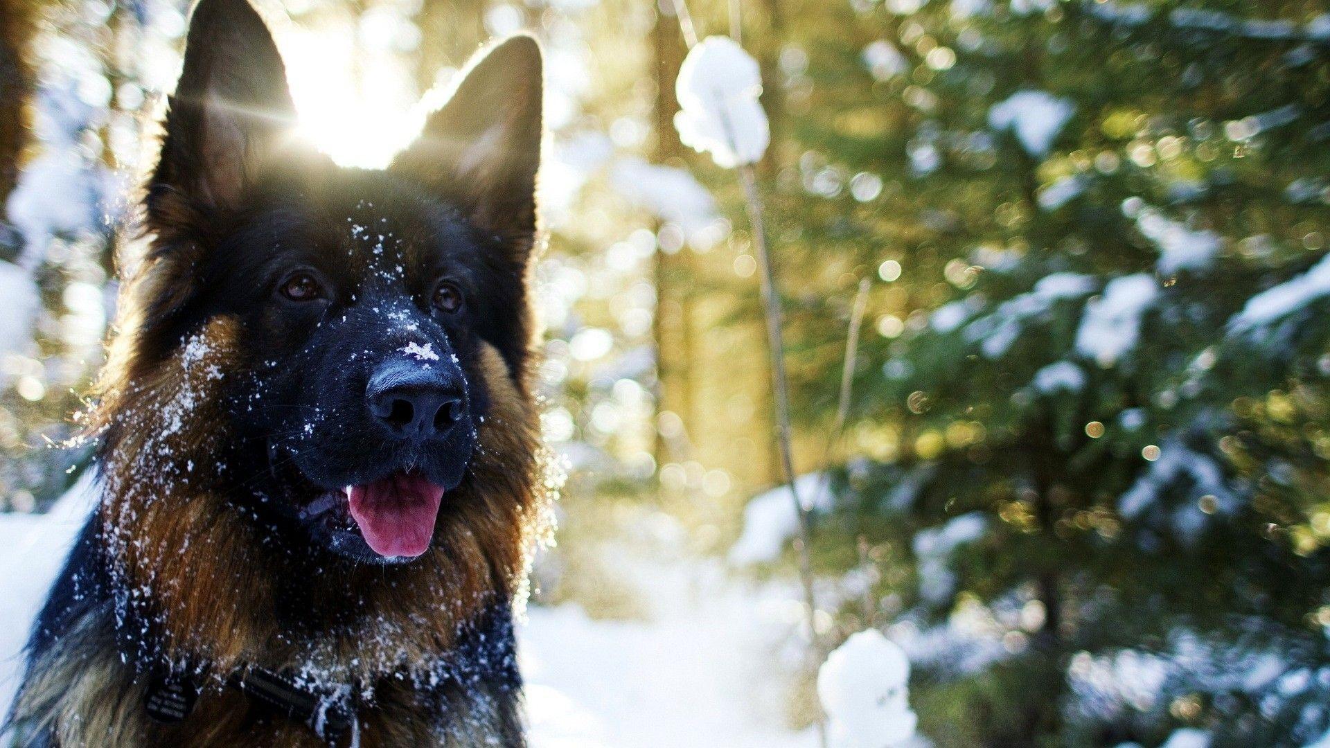 1920x1080 Dog, German, Shepherd, In, Snow, Sun, Shine, HD, Wallpaper, Cute, Curr, HD, 1920x1080