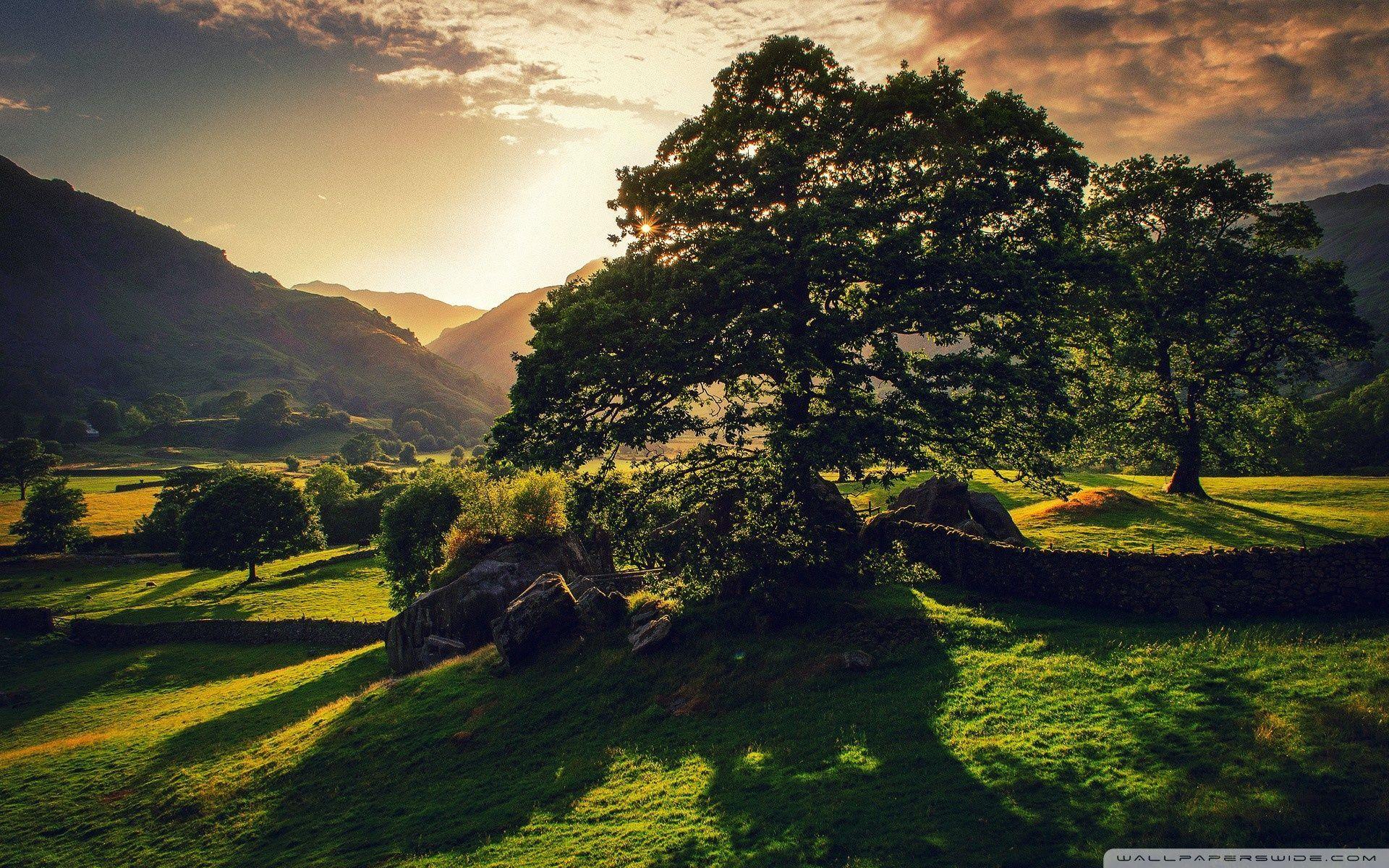 1920x1200 England Country Wallpaper Picture. Countryside wallpaper, Landscape, Landscape trees